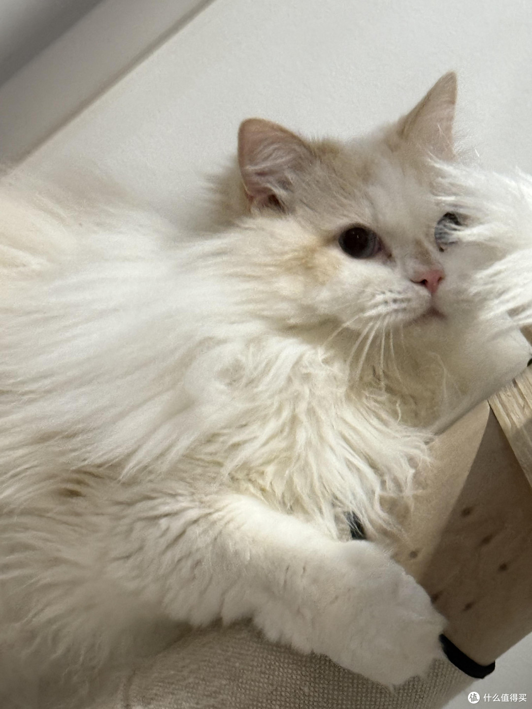 科学养猫:饮食健康与专属餐具