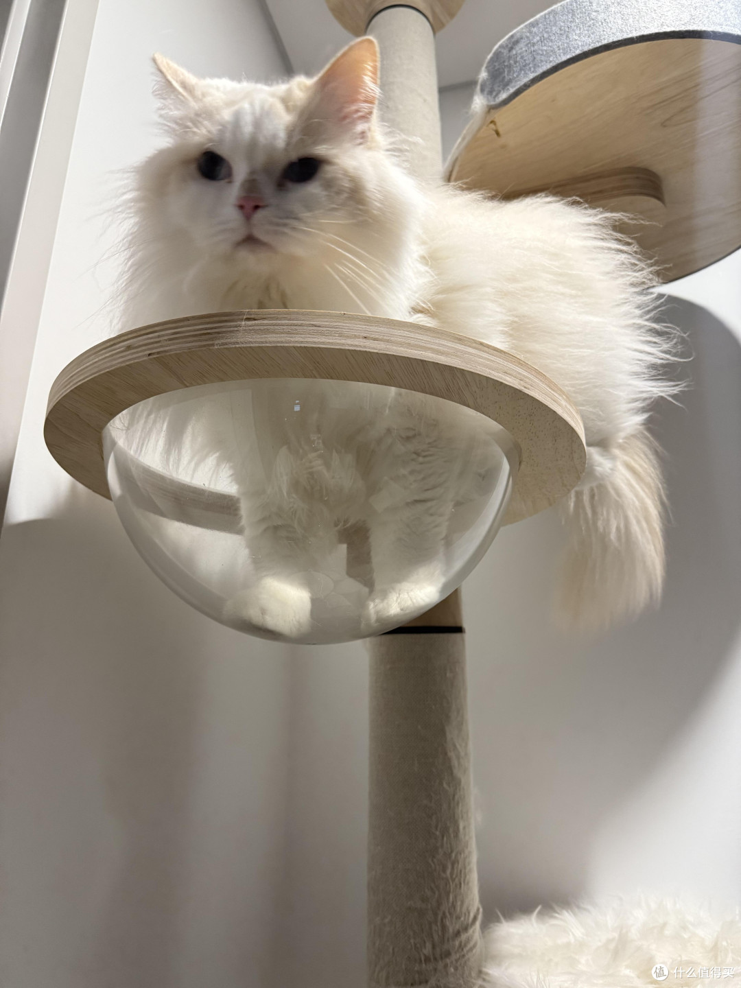 科学养猫:饮食健康与专属餐具