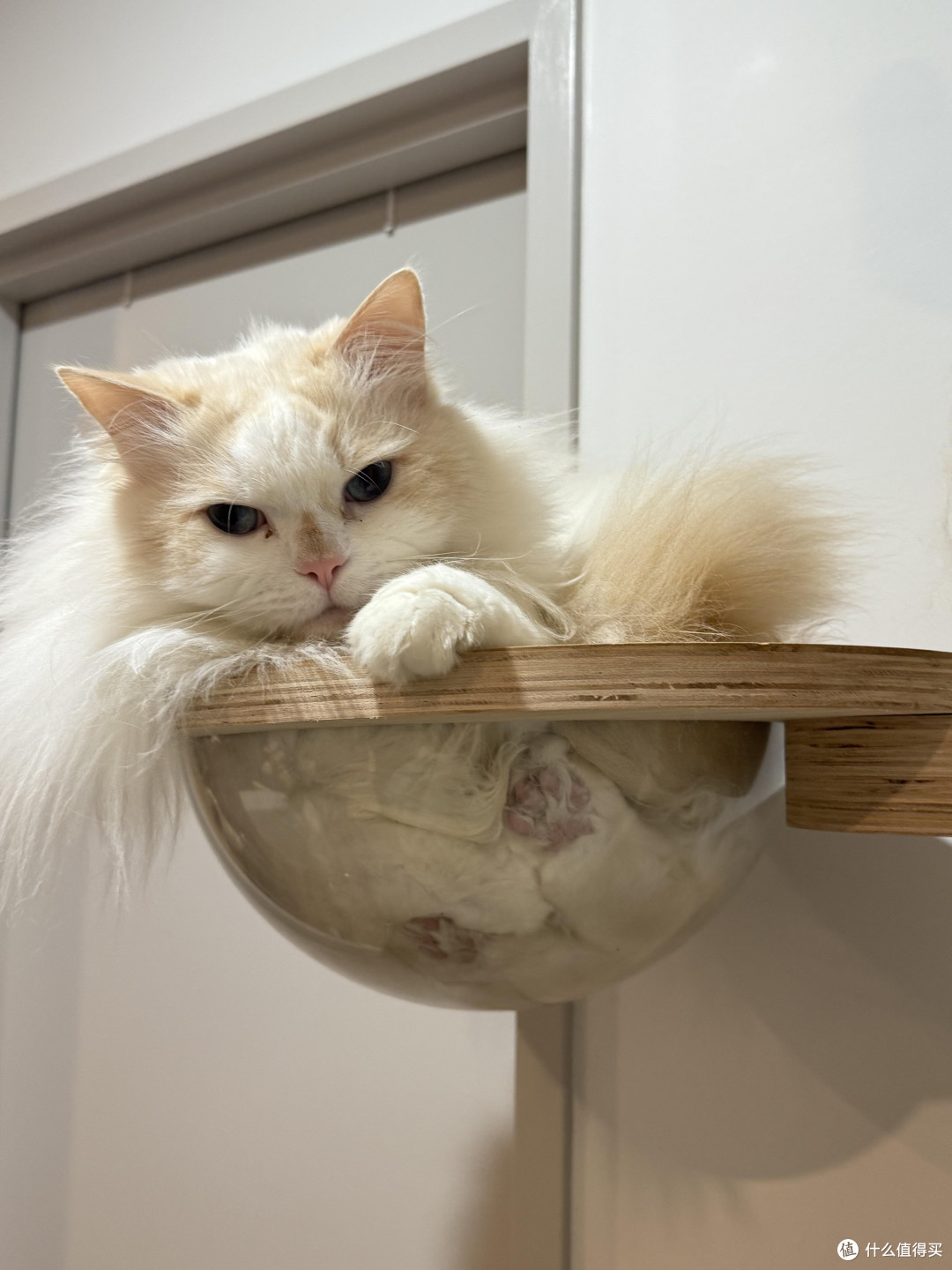 科学养猫：饮食健康与专属餐具