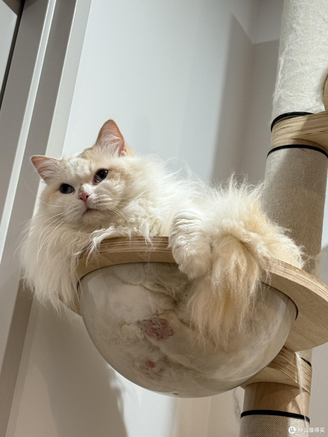 科学养猫：饮食健康与专属餐具