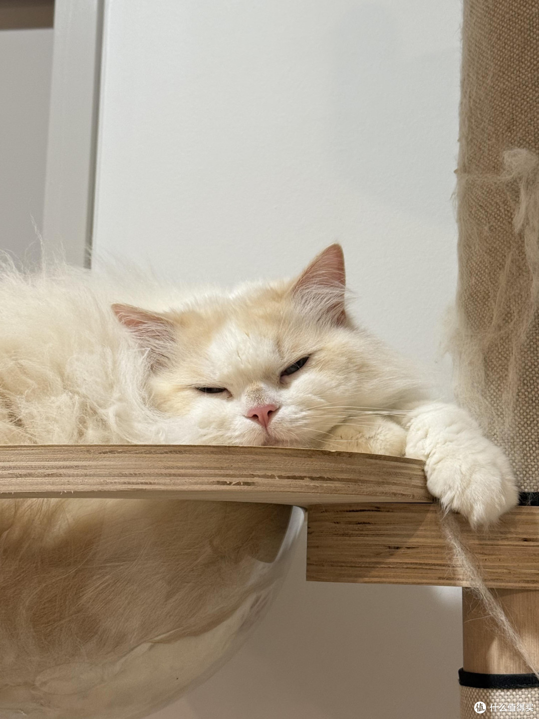 科学养猫：饮食健康与专属餐具