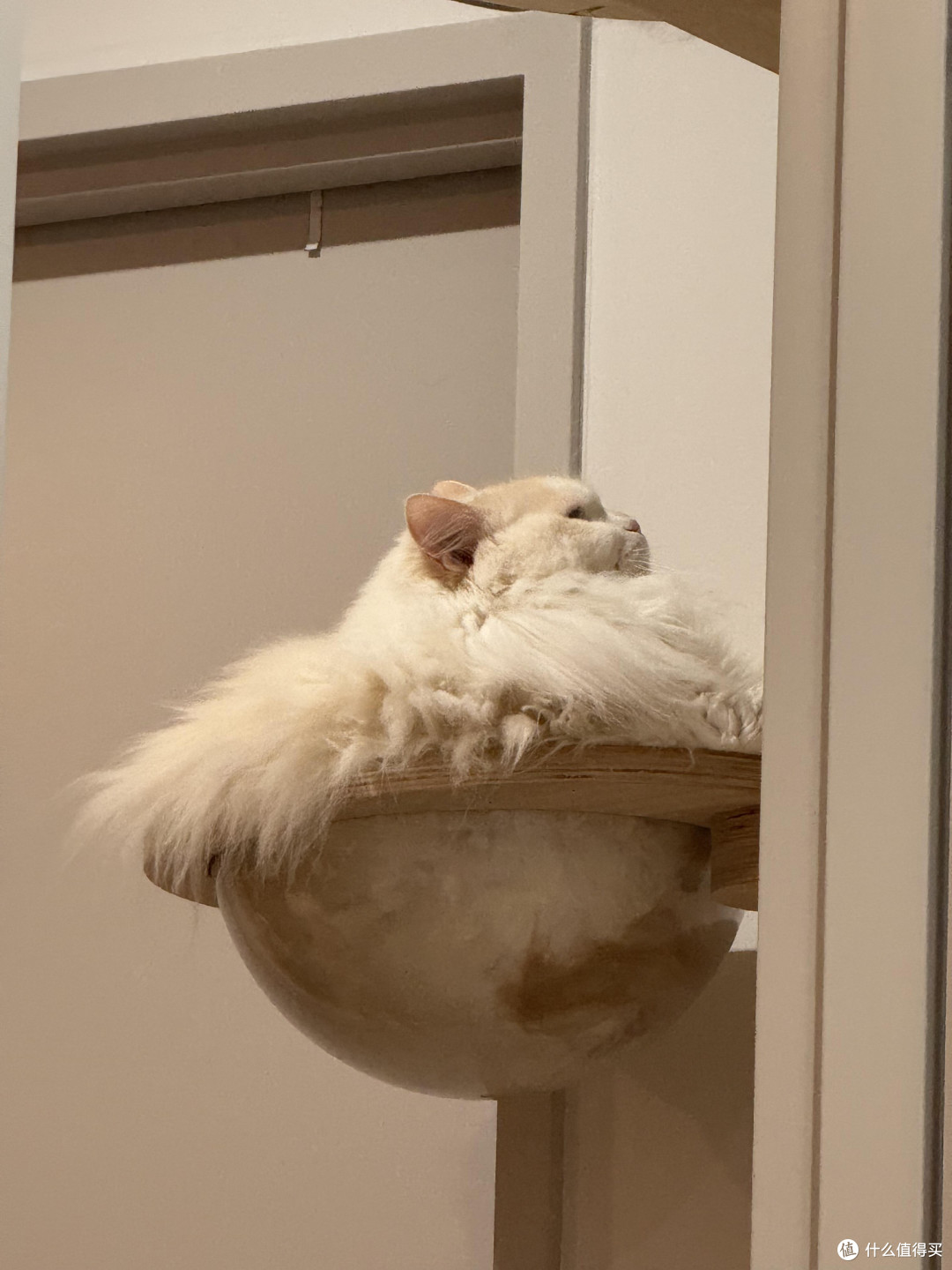 科学养猫：饮食健康与专属餐具