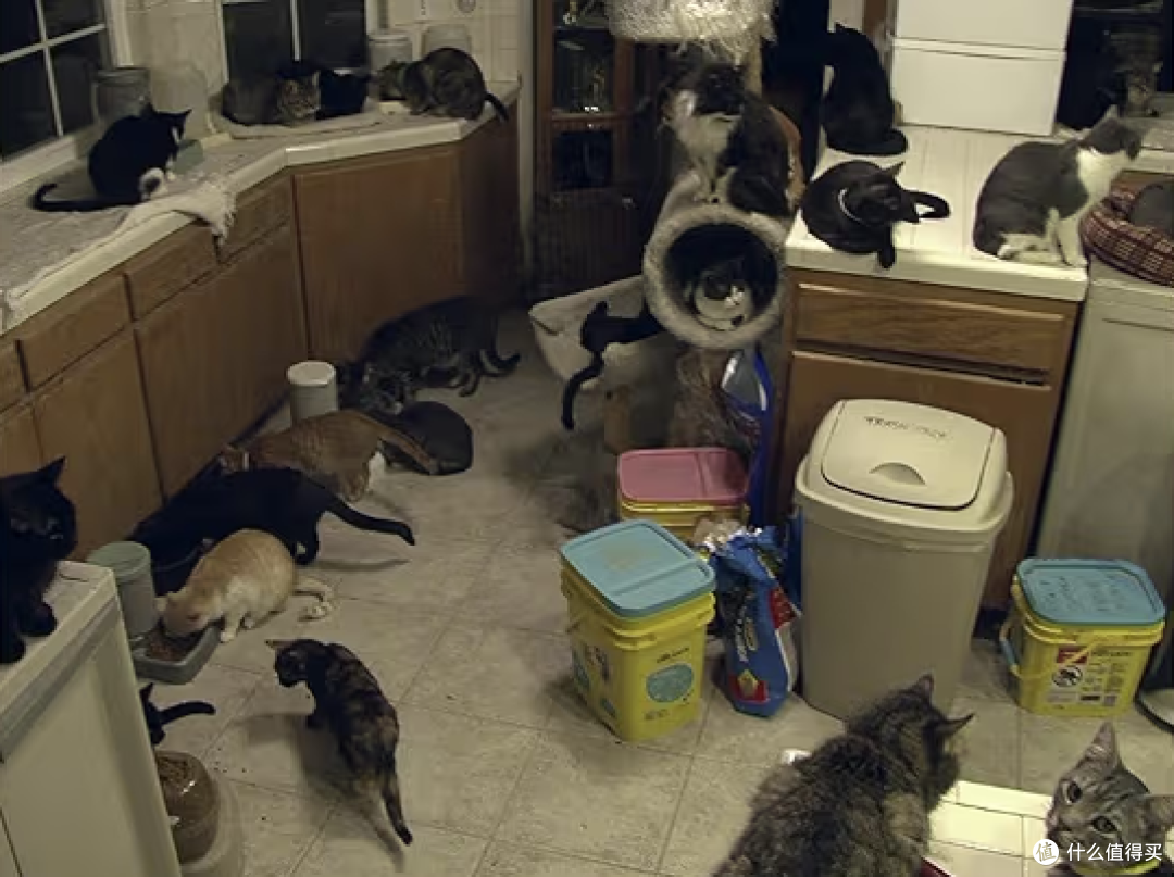 Confessions: Animal Hoarding 剧照