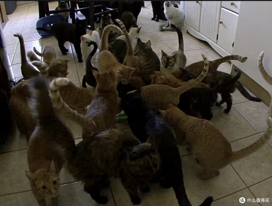 Confessions: Animal Hoarding 剧照