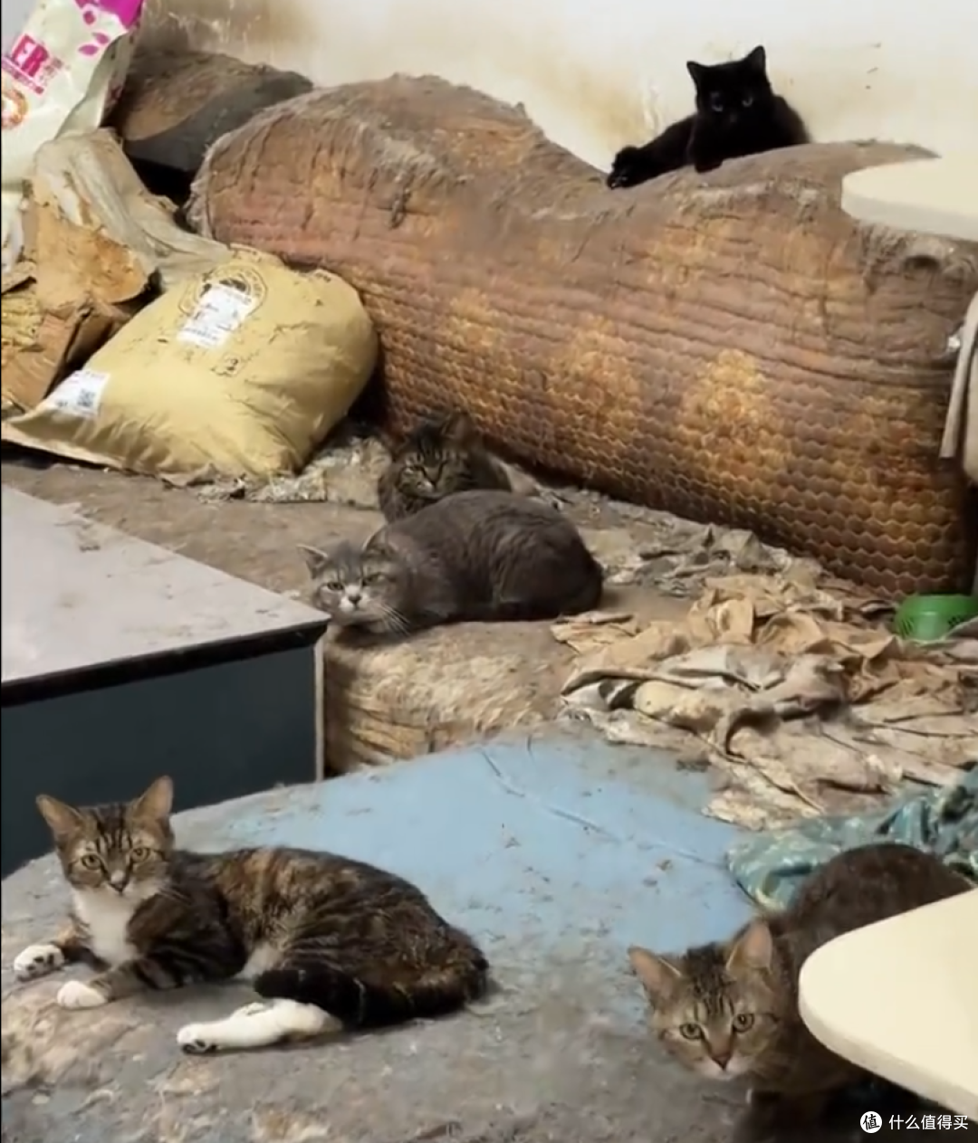 女子收养60只猫视频截图