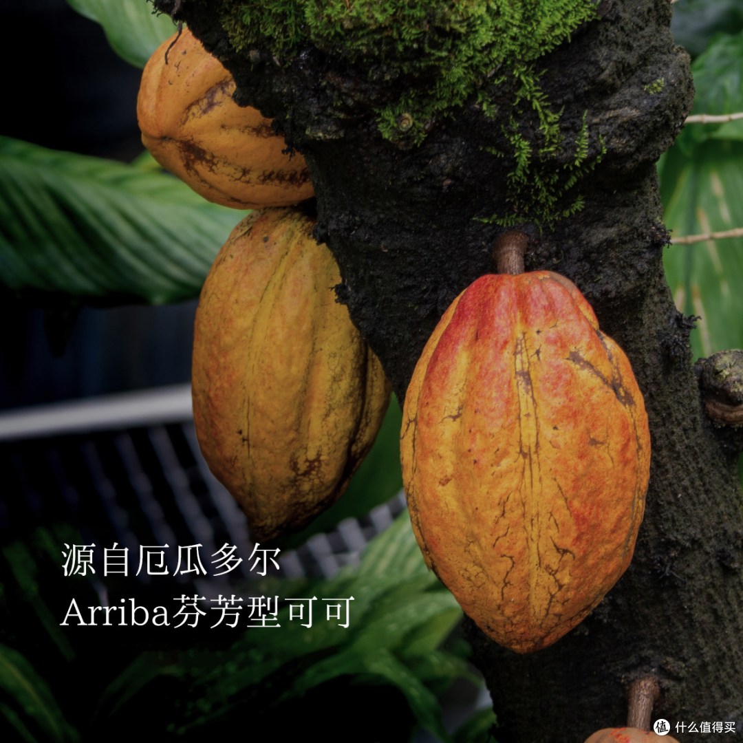 Soileta生可可粉150g|天然未碱化无糖可可冲饮烘焙伴侣