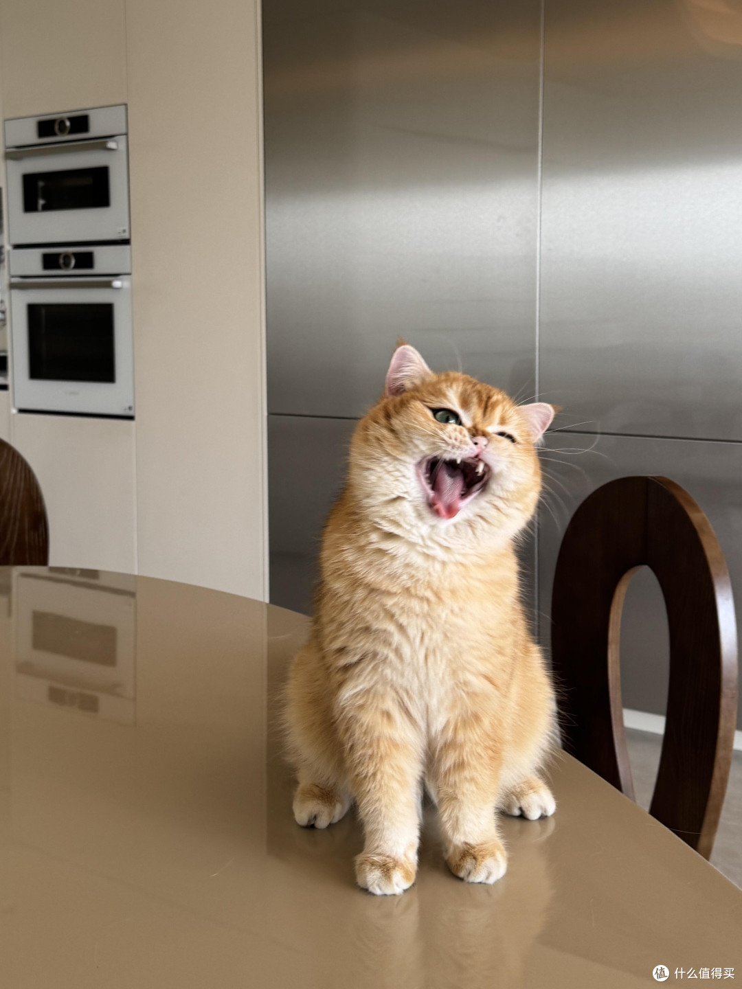 精细化养猫：专属餐具与定制玩具