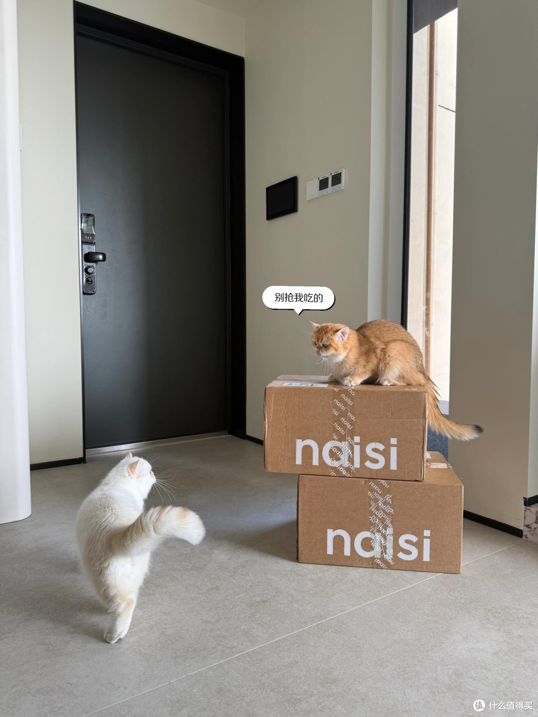 精细化养猫:专属餐具与定制玩具