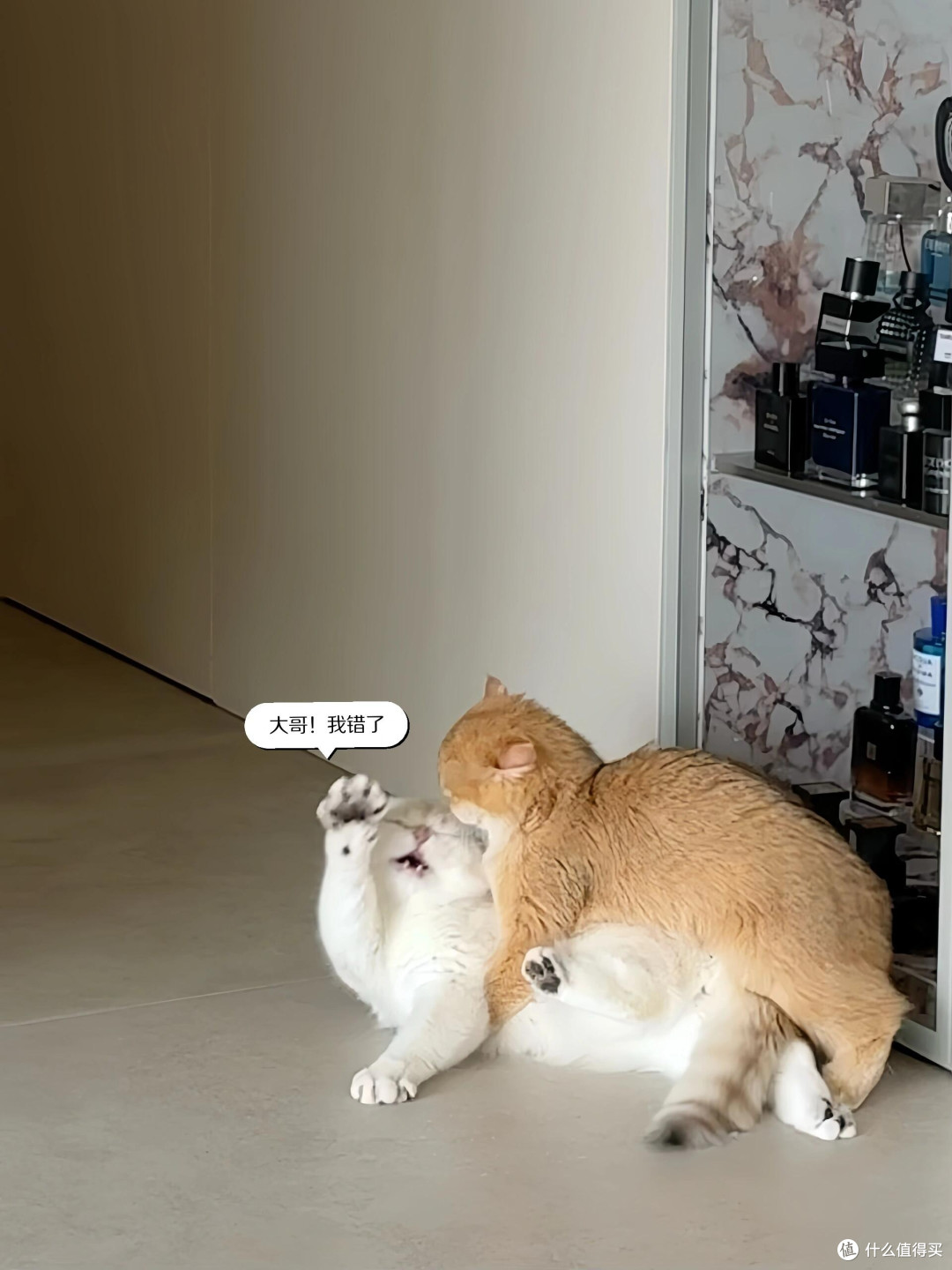 精细化养猫:专属餐具与定制玩具