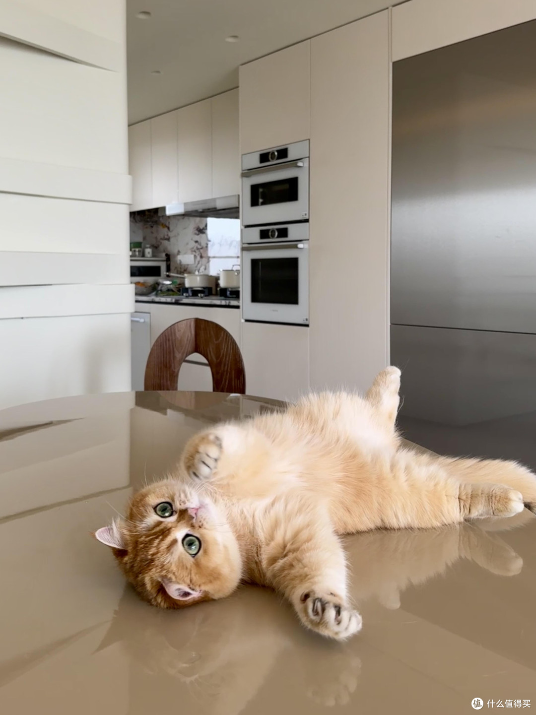 精细化养猫:专属餐具与定制玩具