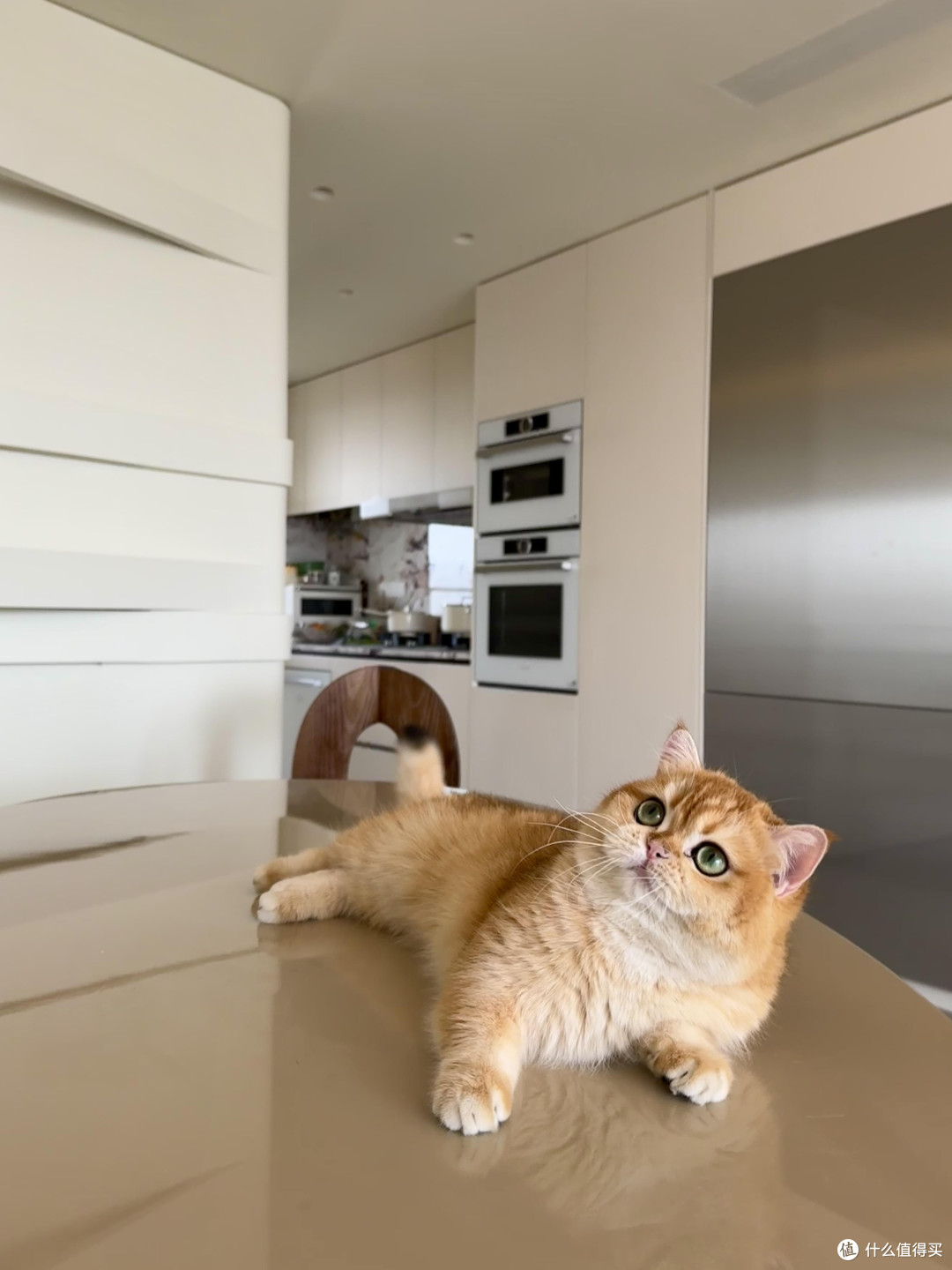 精细化养猫:专属餐具与定制玩具