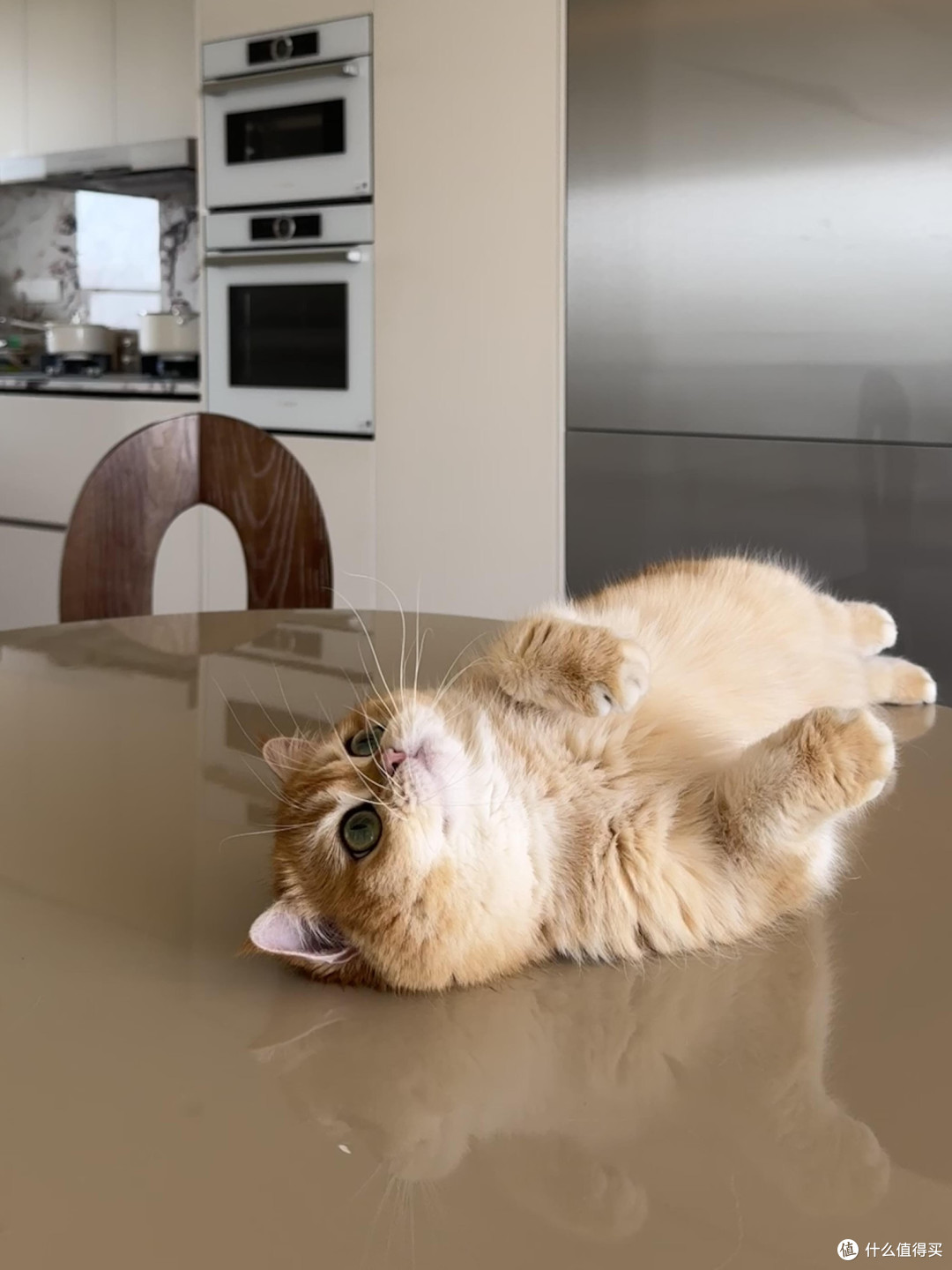精细化养猫:专属餐具与定制玩具
