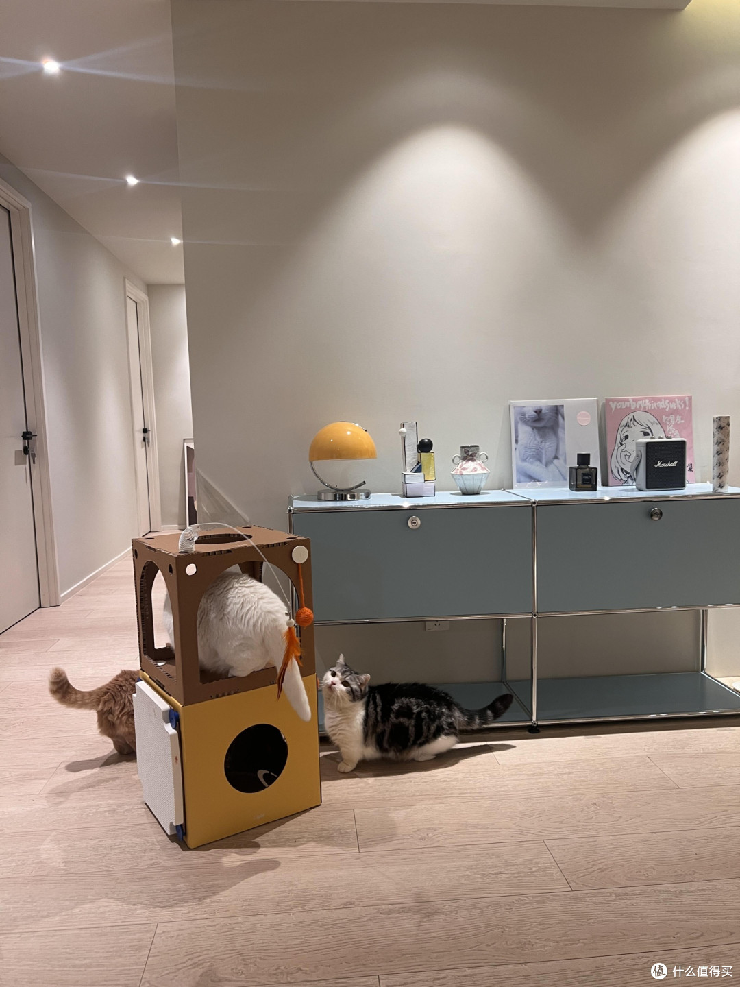 专属餐具守护猫咪健康