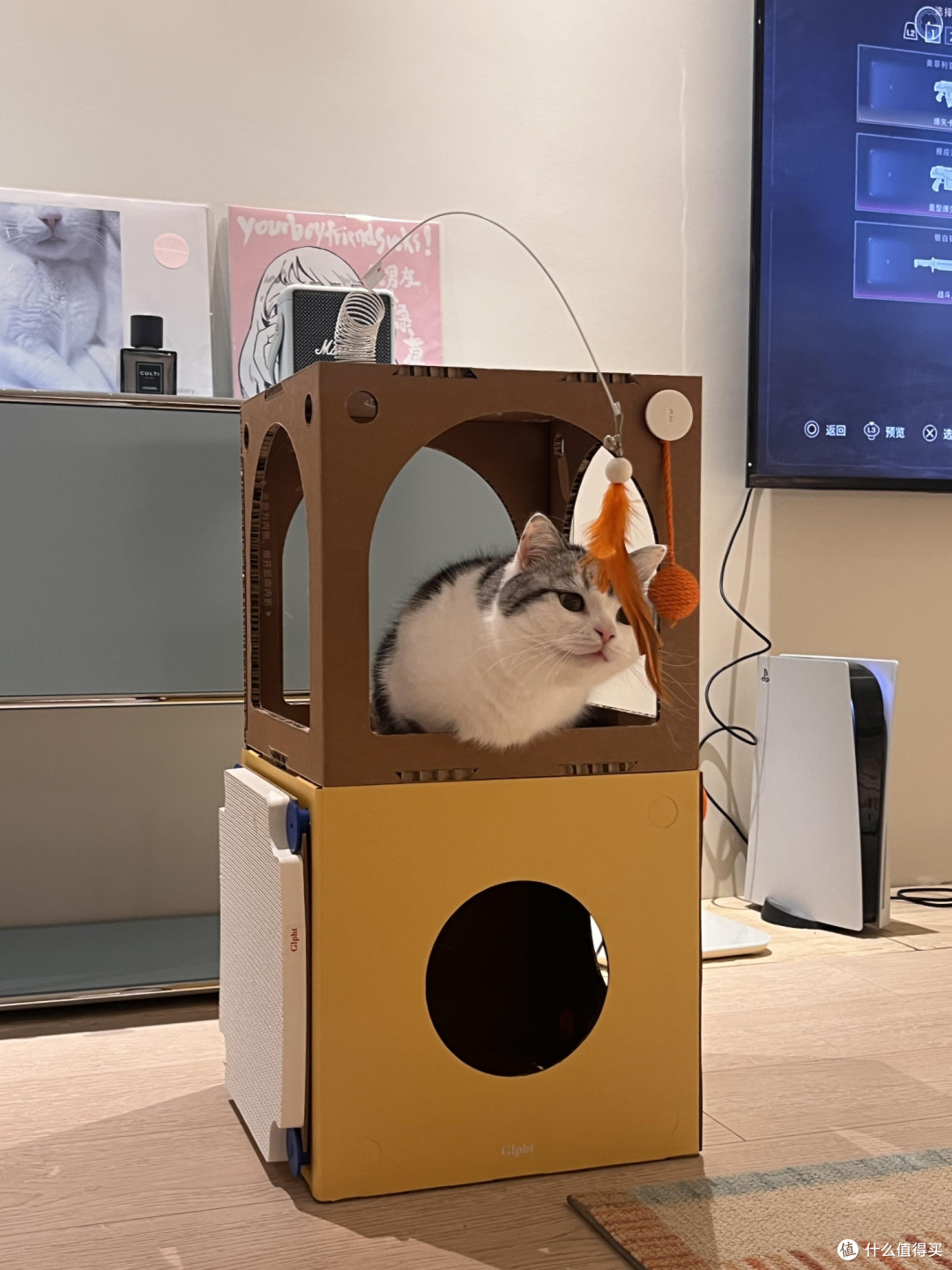 专属餐具守护猫咪健康