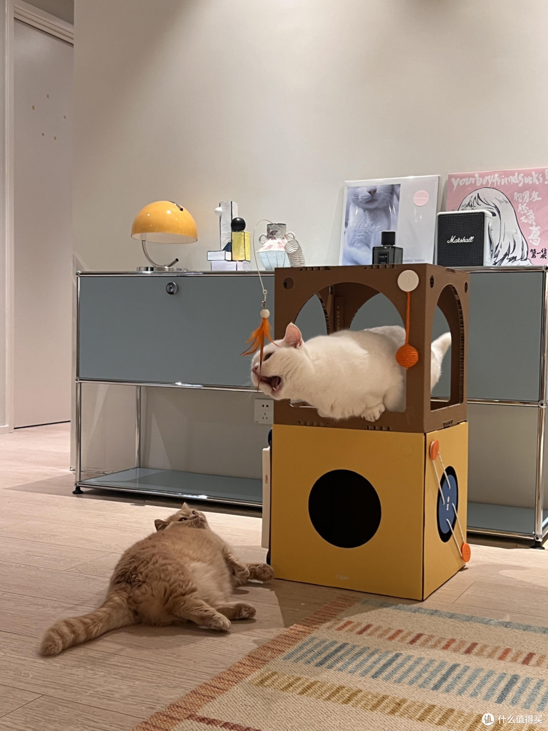 科学养猫:专属餐具的重要性