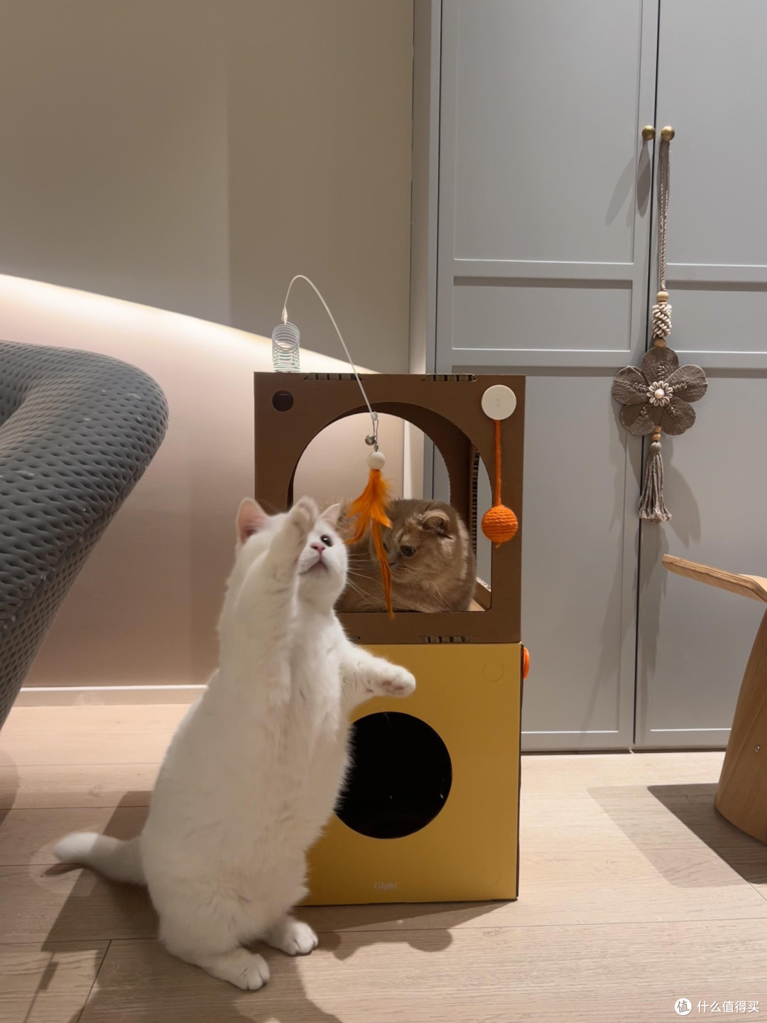 科学养猫：专属餐具的重要性