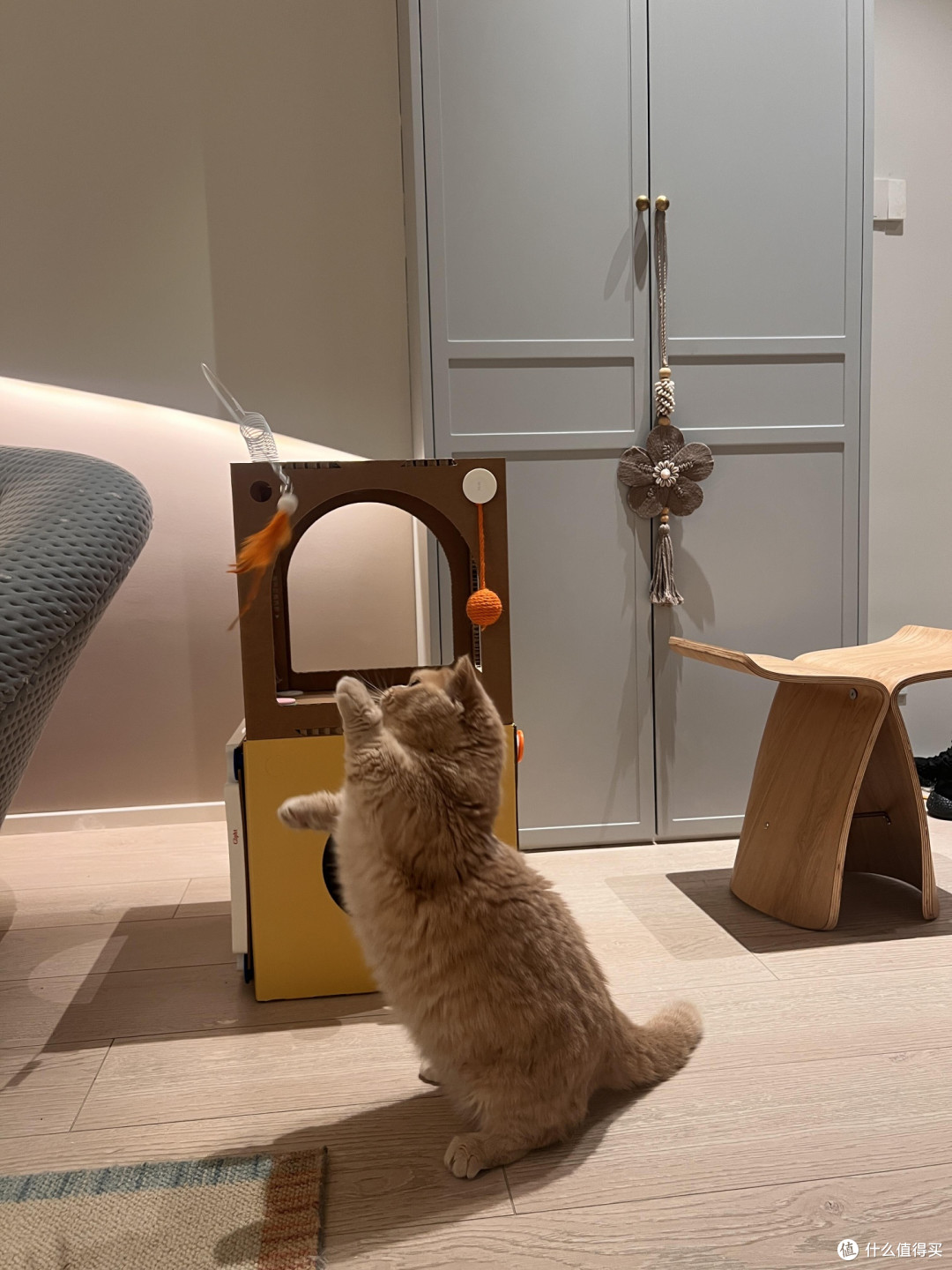 科学养猫:专属餐具的重要性
