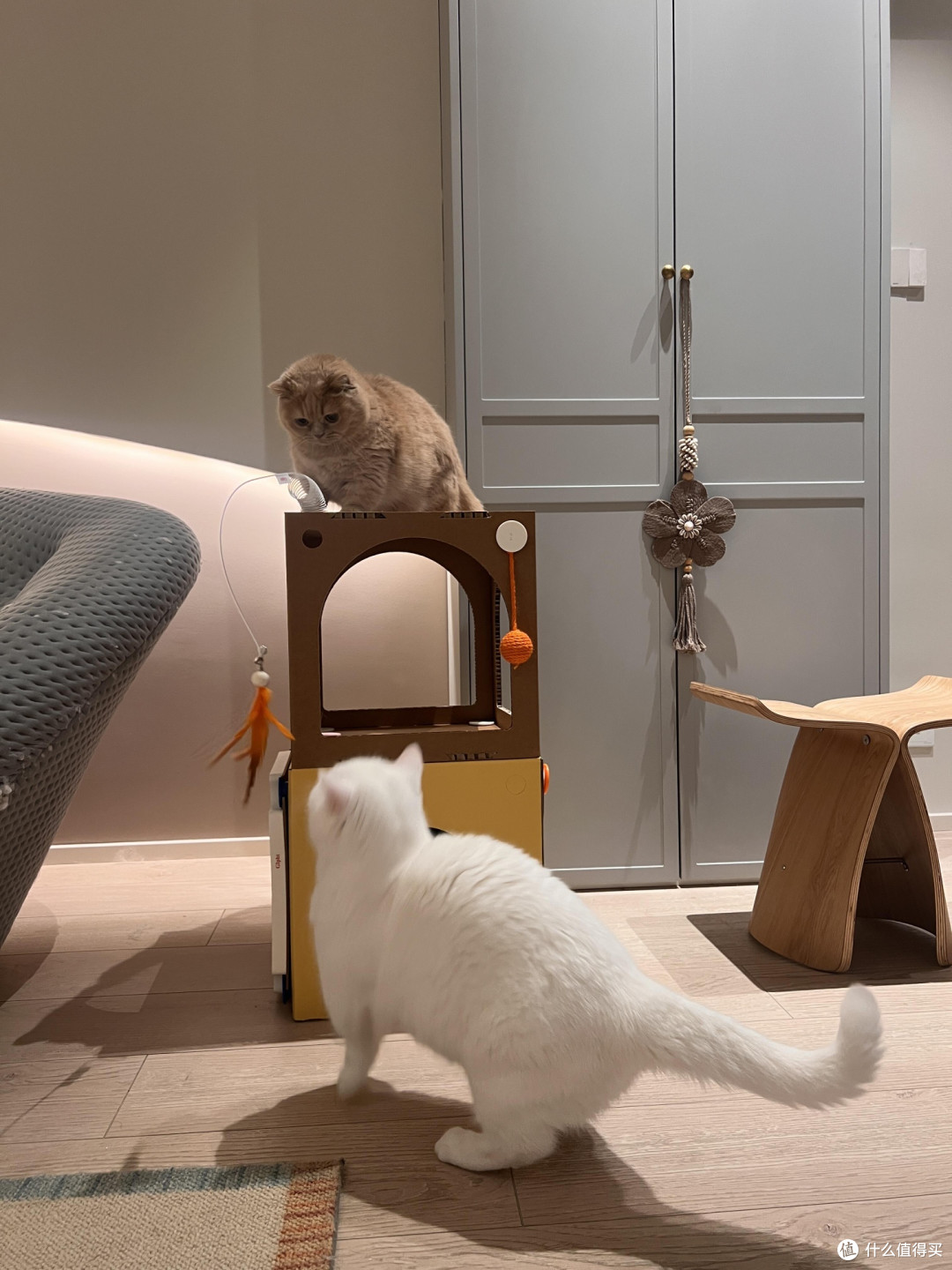 科学养猫:专属餐具的重要性