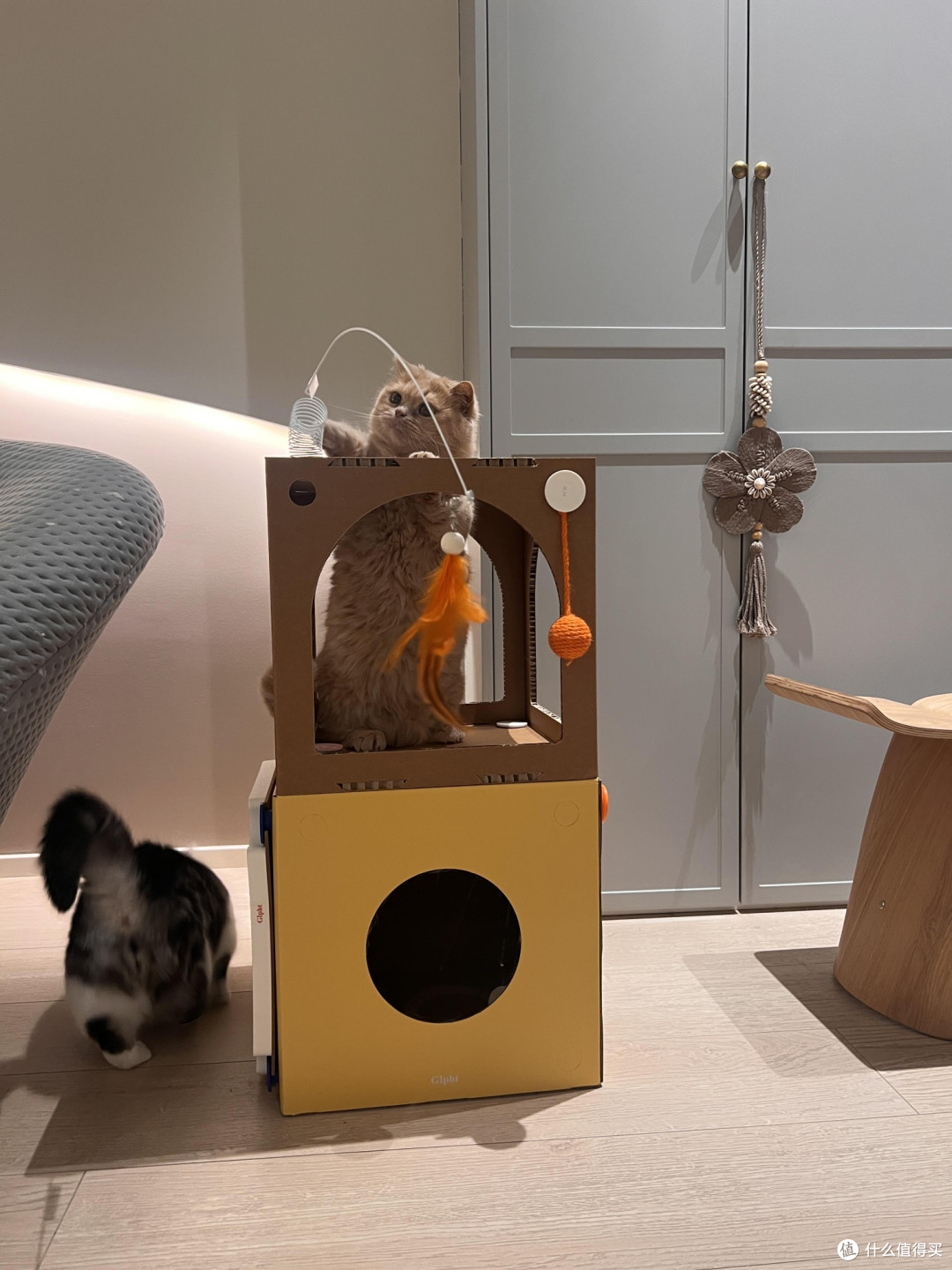 科学养猫:专属餐具的重要性