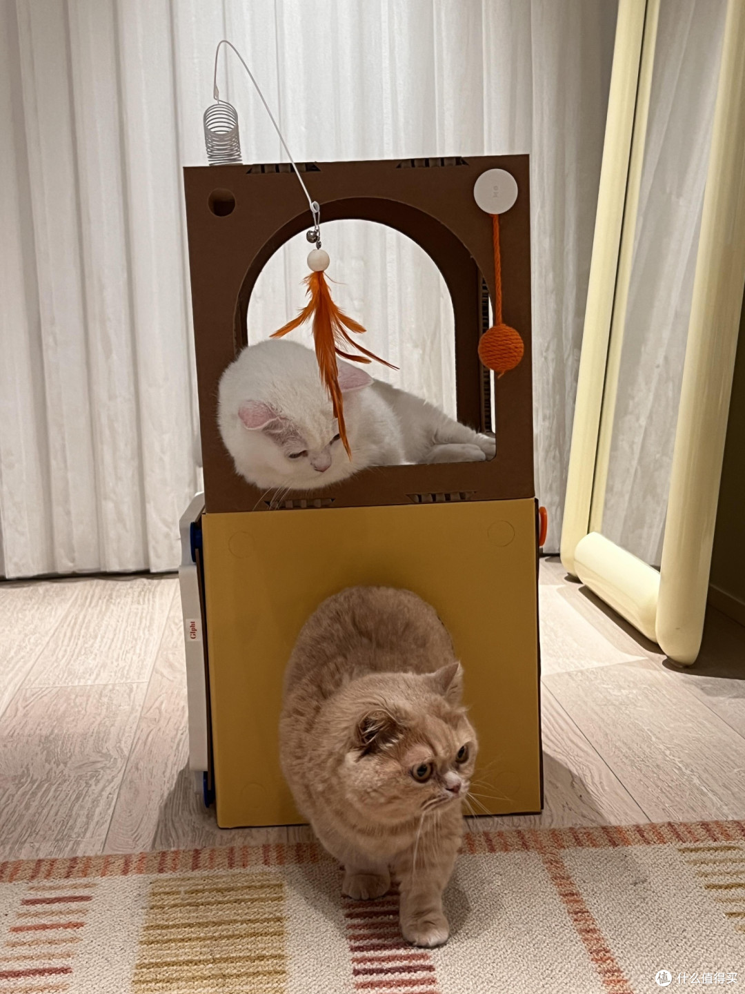 科学养猫:专属餐具的重要性