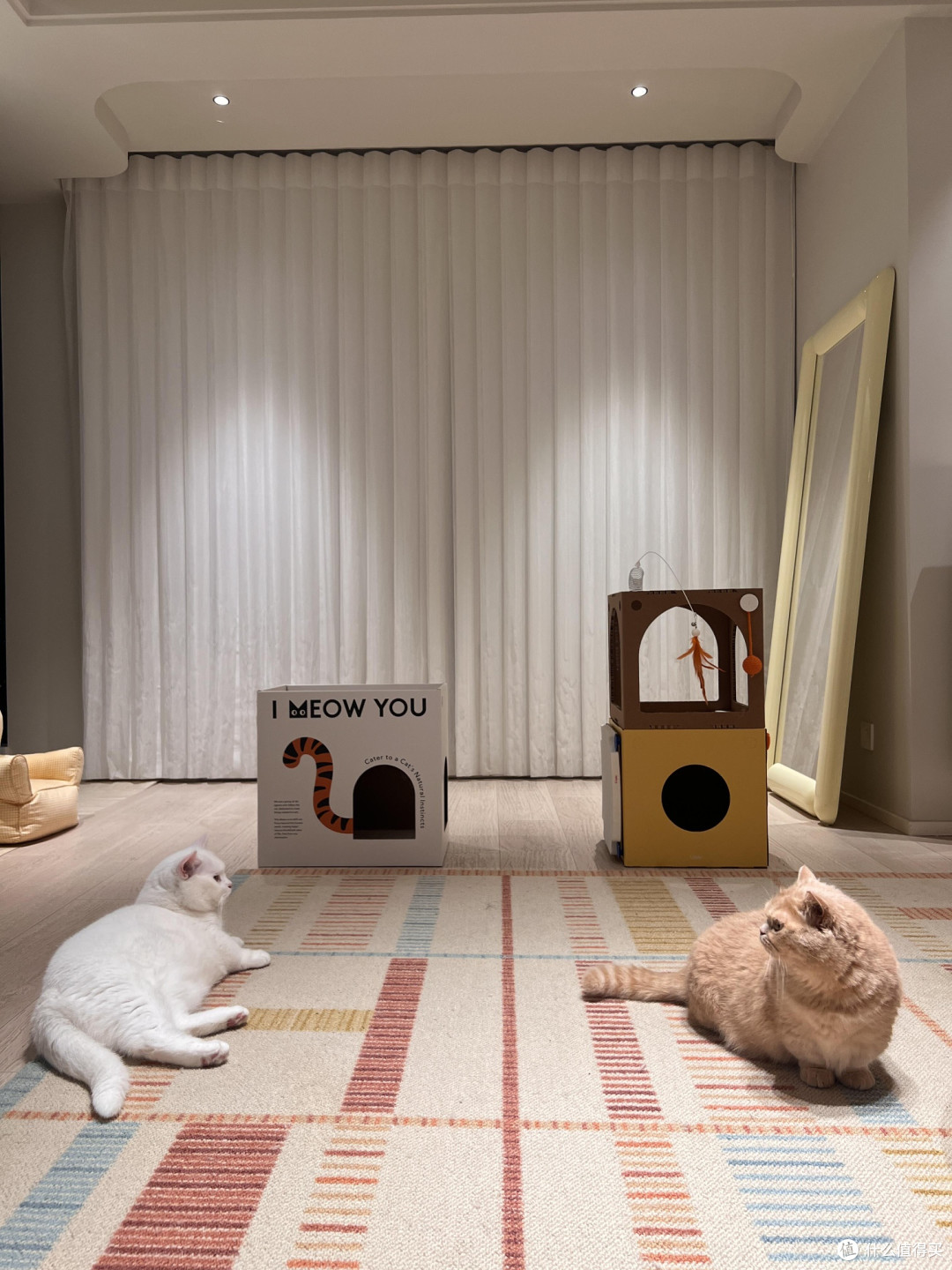 科学养猫:专属餐具的重要性