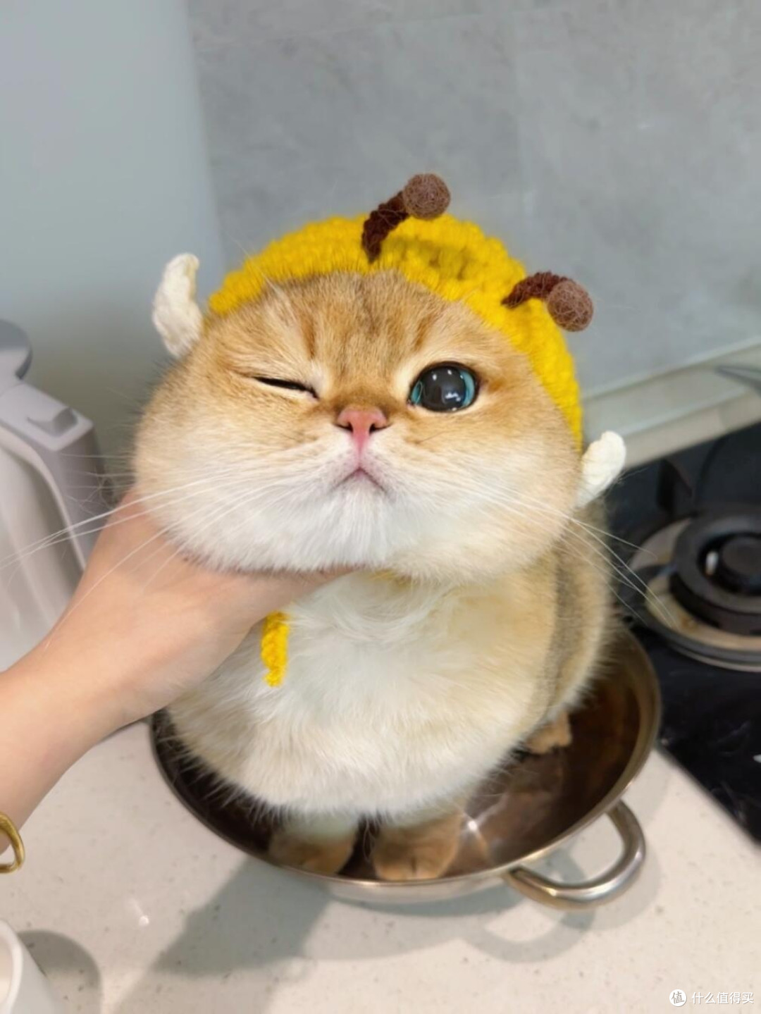 精细化养猫：专属餐具与定制玩具