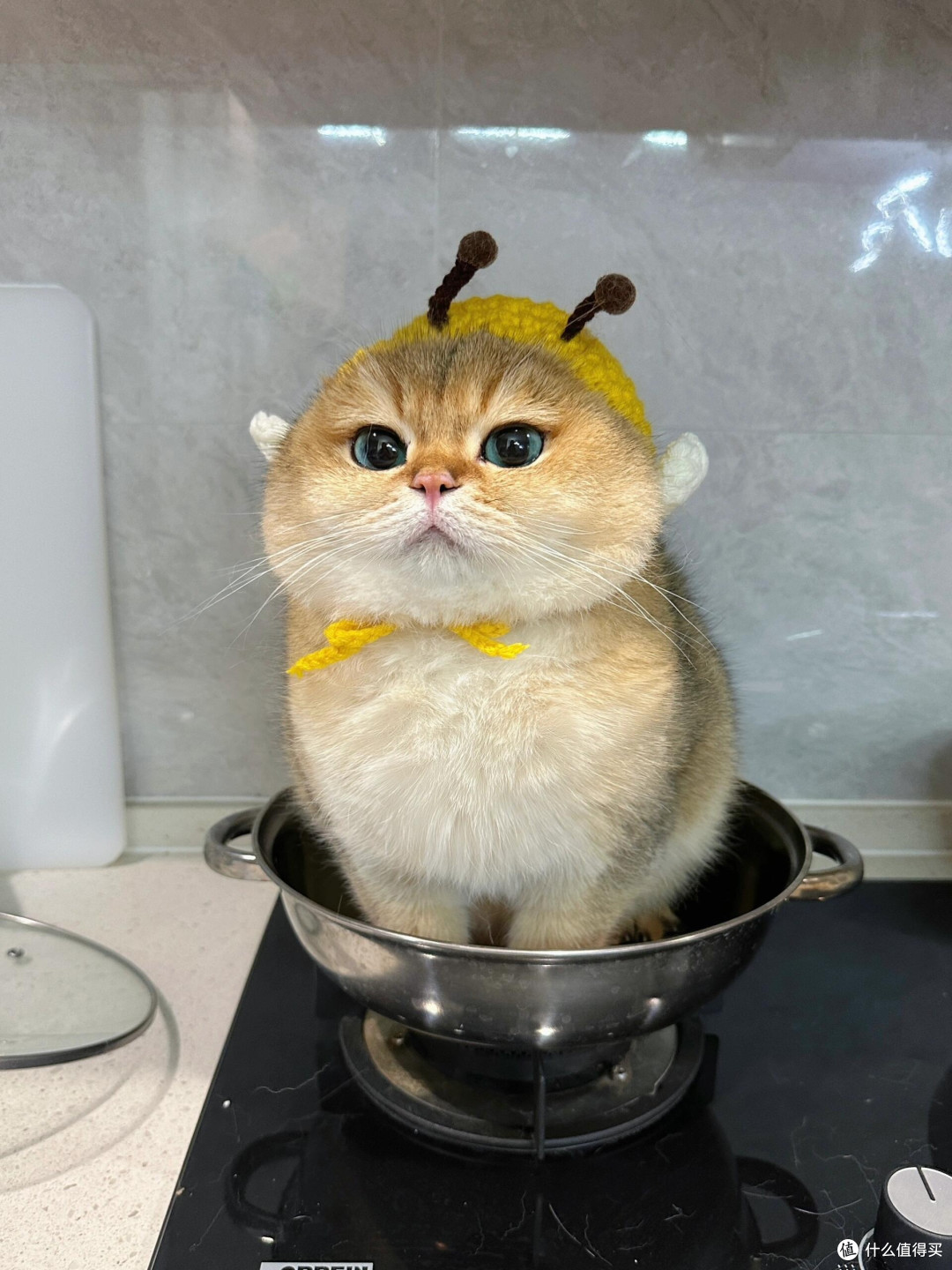 精细化养猫：专属餐具与定制玩具