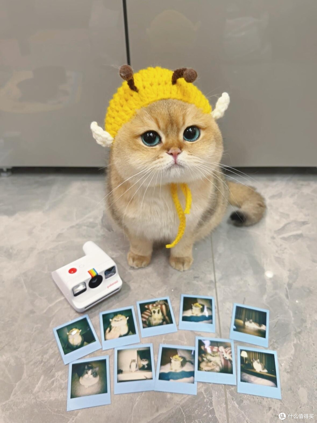 科学养猫：专属餐具与定制玩具