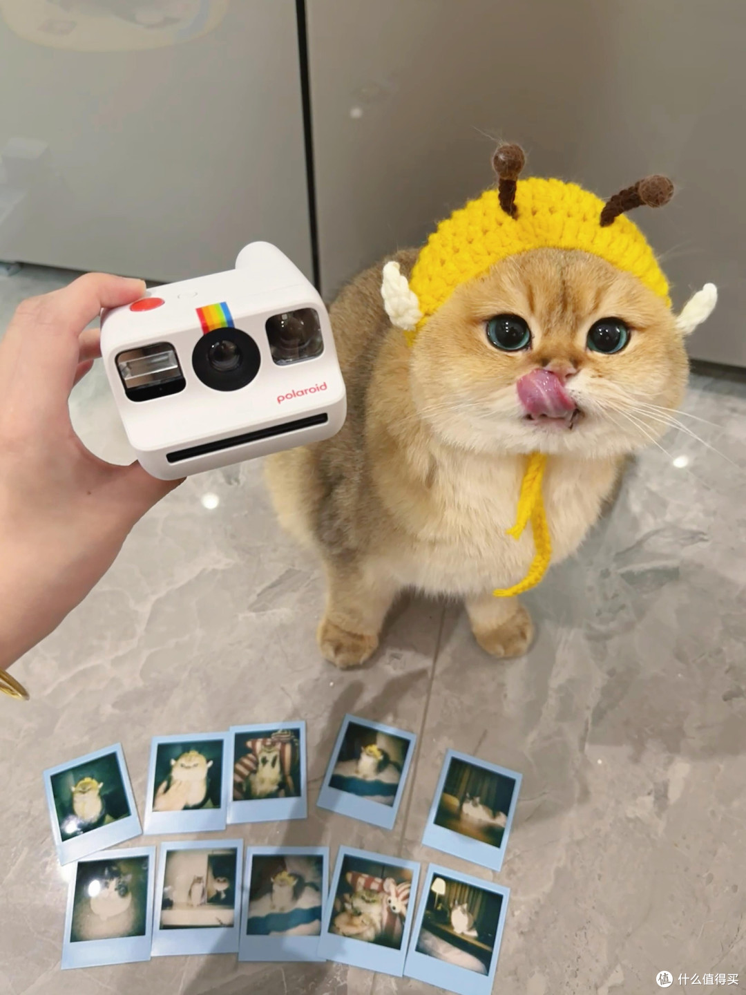 科学养猫：专属餐具与定制玩具