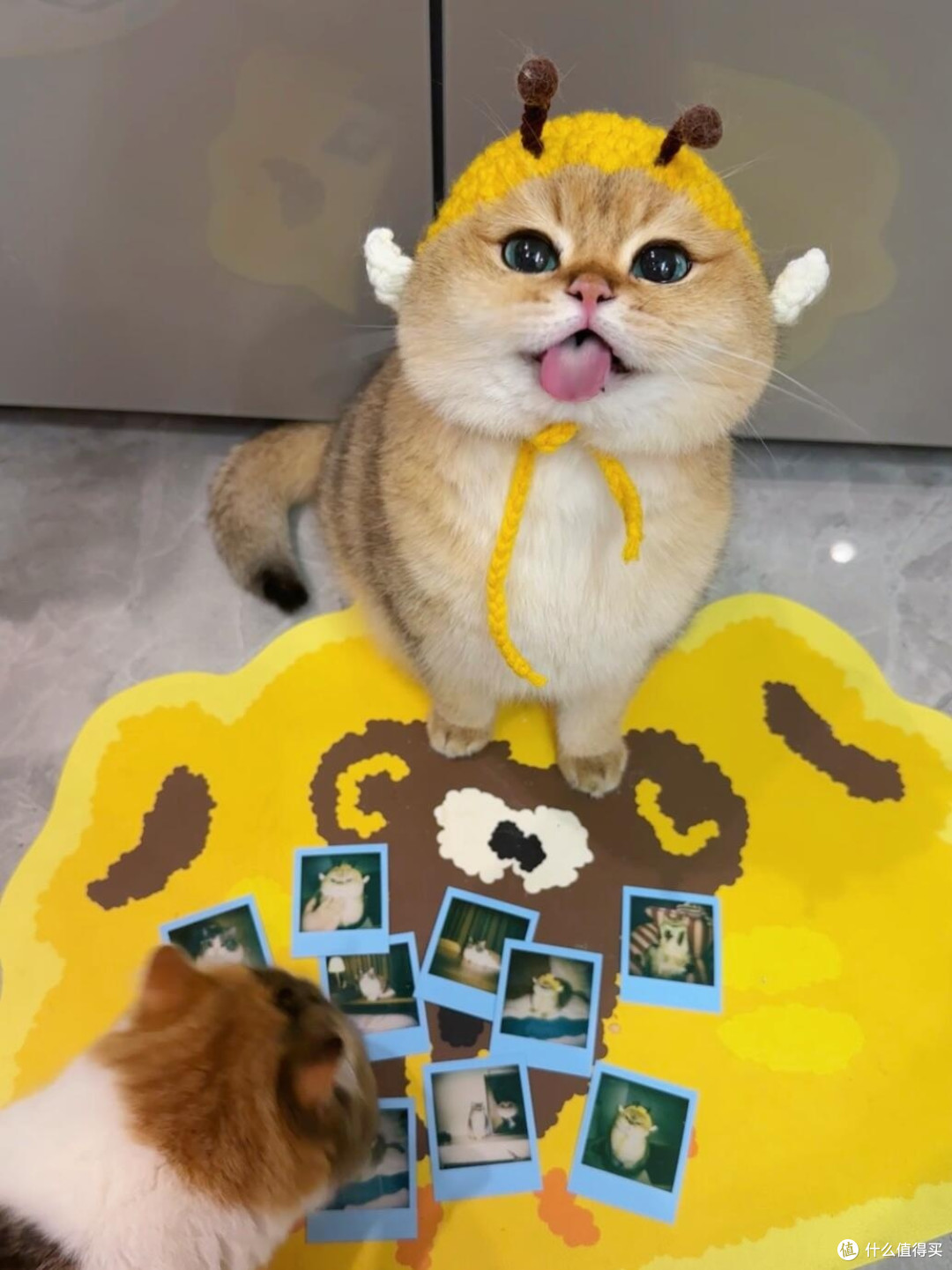 科学养猫：专属餐具与定制玩具
