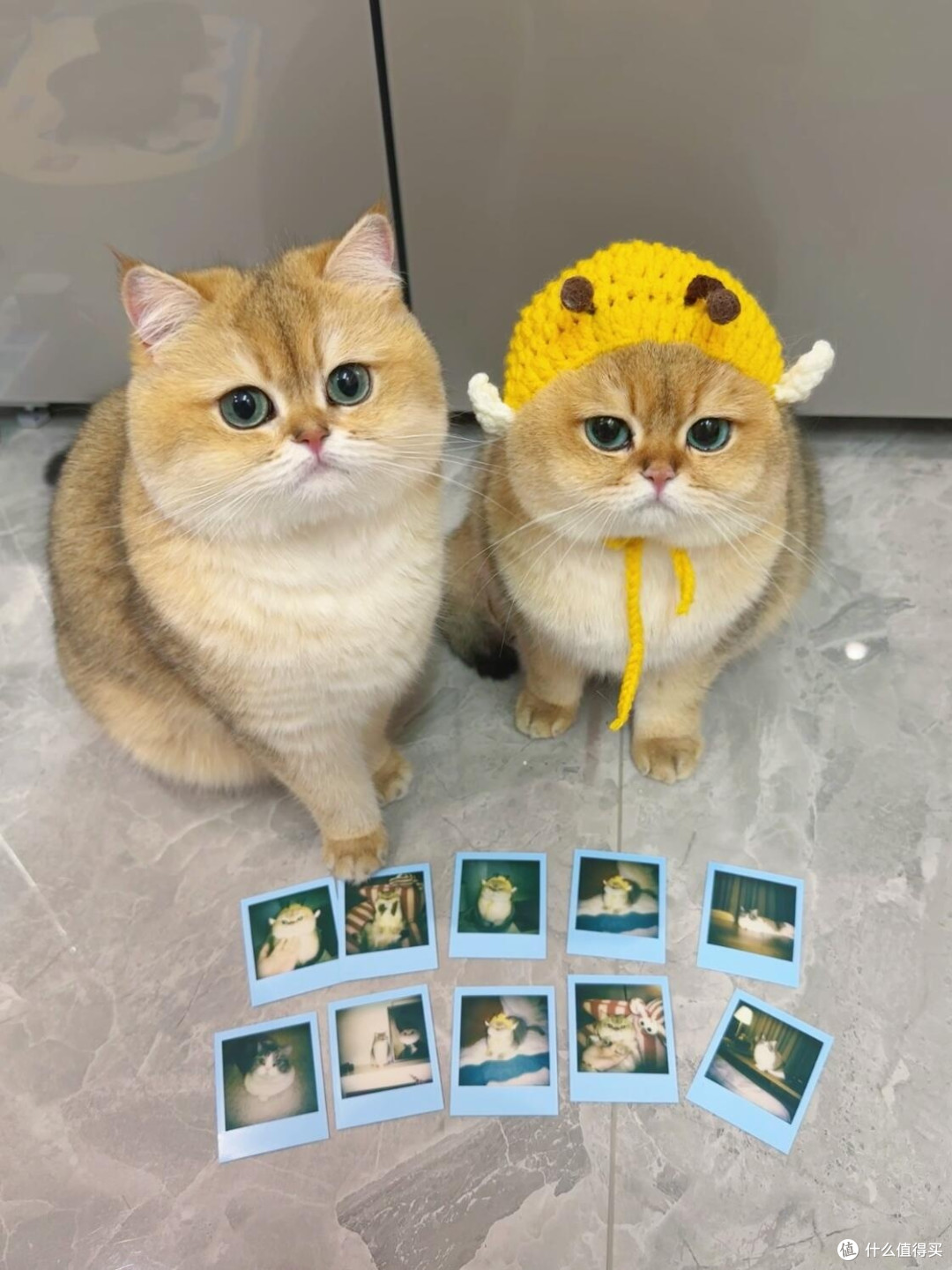 科学养猫：专属餐具与定制玩具
