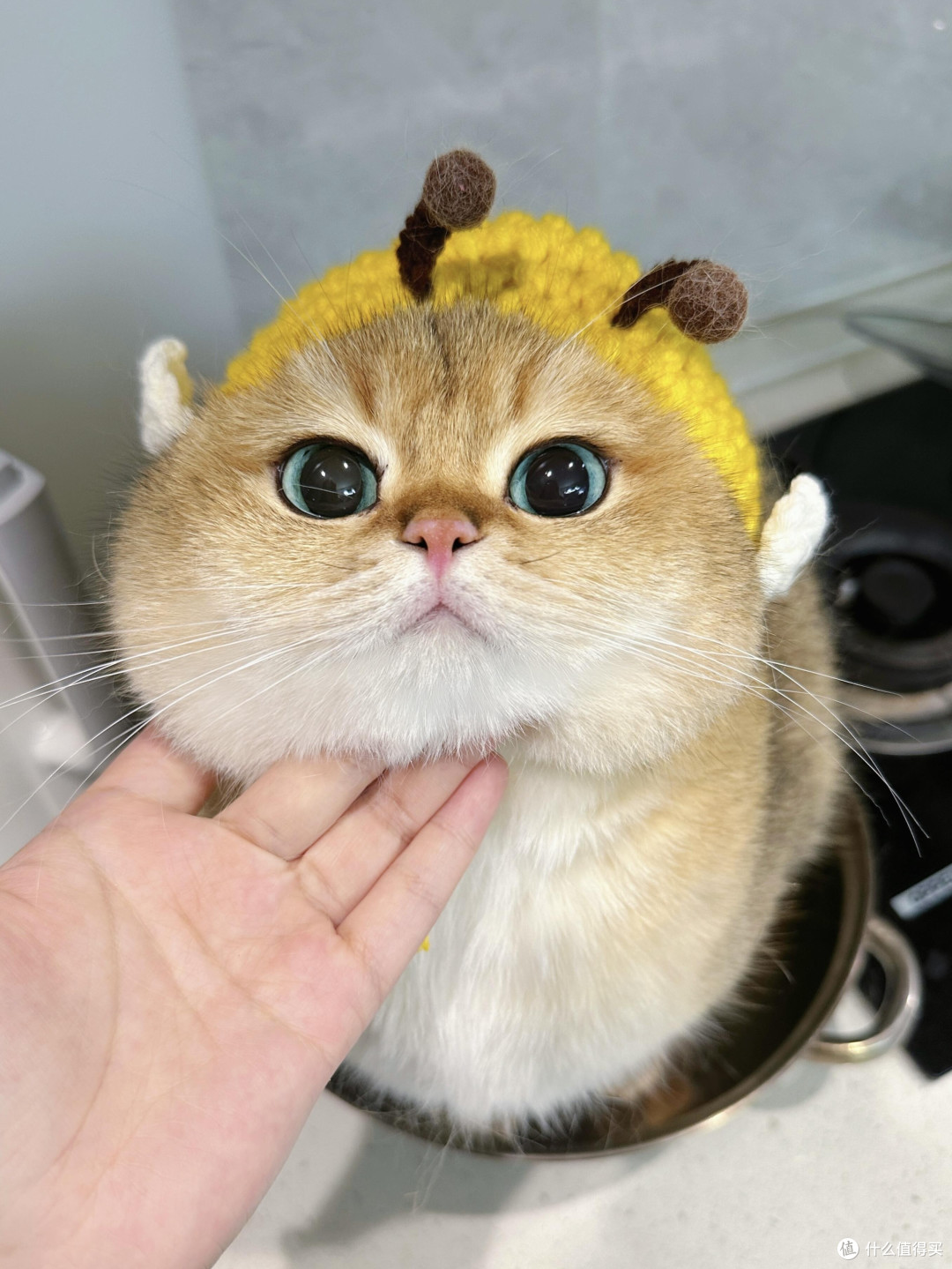 科学养猫：专属餐具与定制玩具