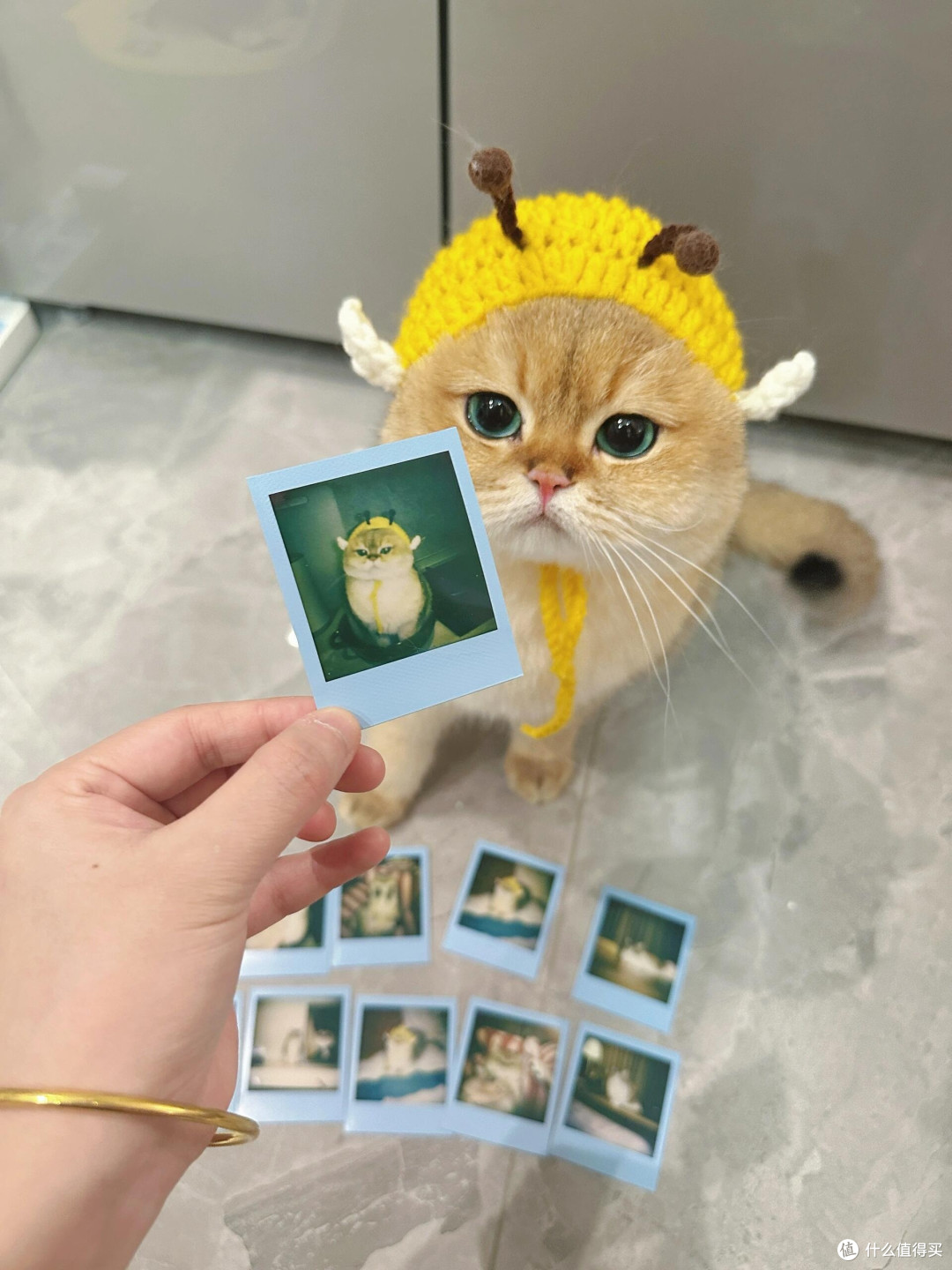 科学养猫：专属餐具与定制玩具