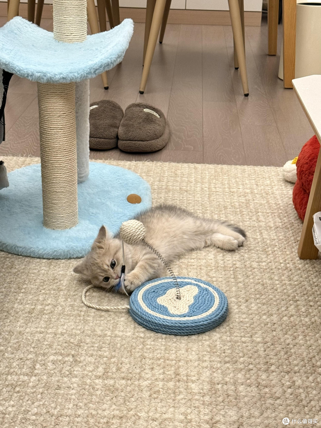 科学养猫：专属餐具与定制玩具