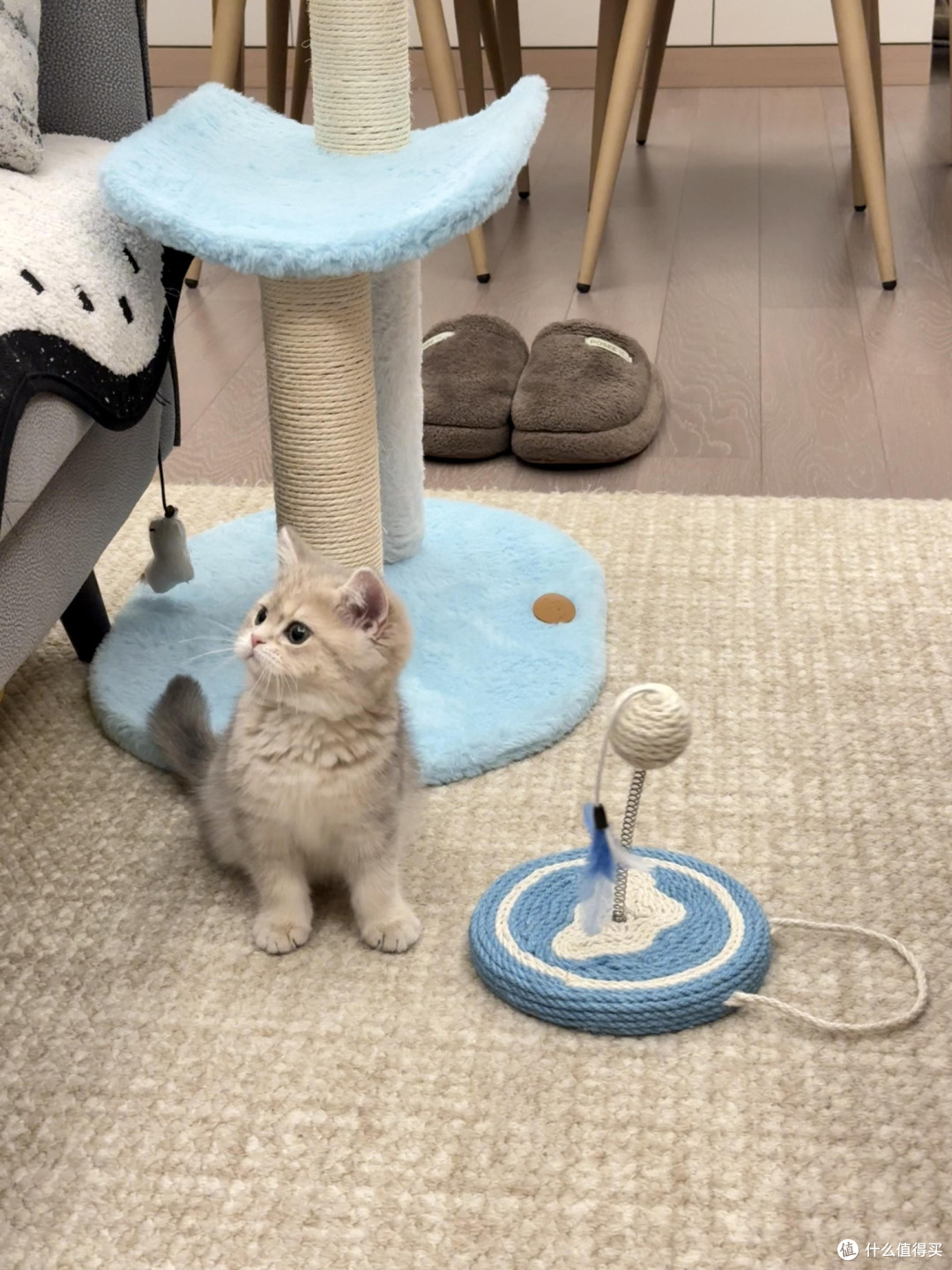 科学养猫:专属餐具与定制玩具