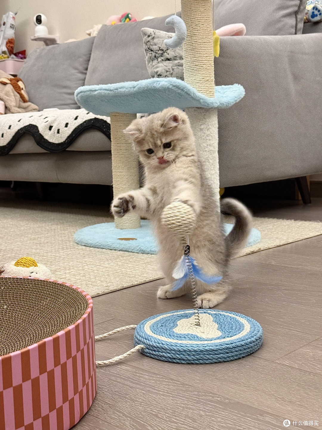 科学养猫:专属餐具与定制玩具