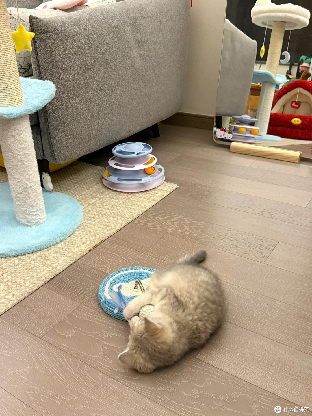 科学养猫:专属餐具与定制玩具