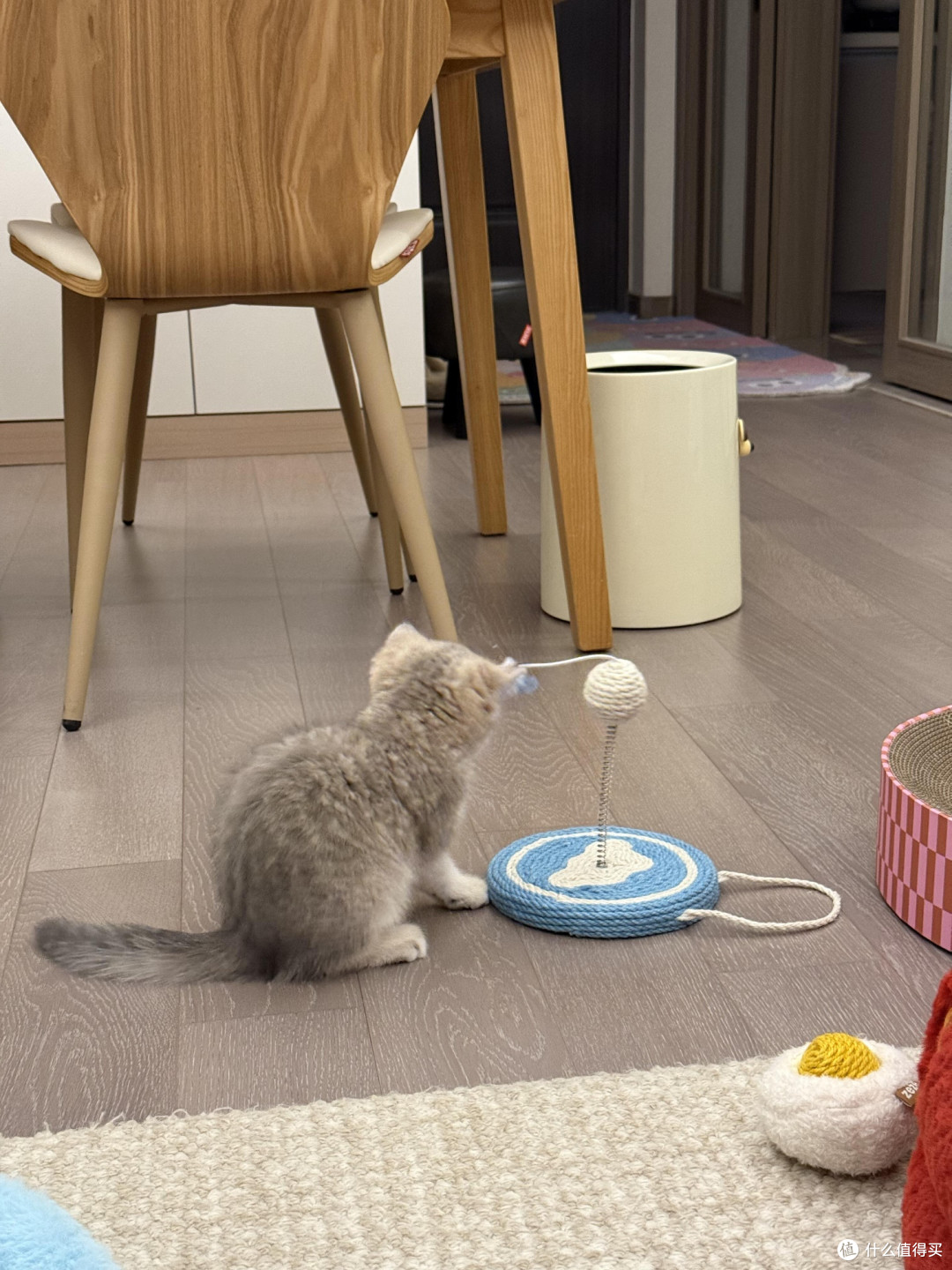 科学养猫:专属餐具与定制玩具