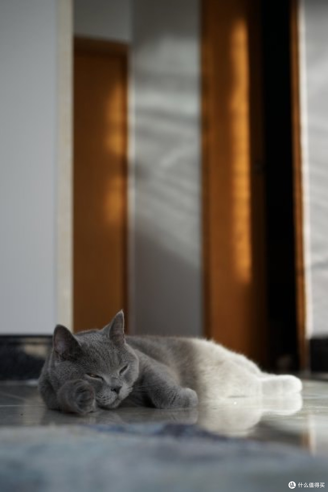 我家猫的悠闲生活