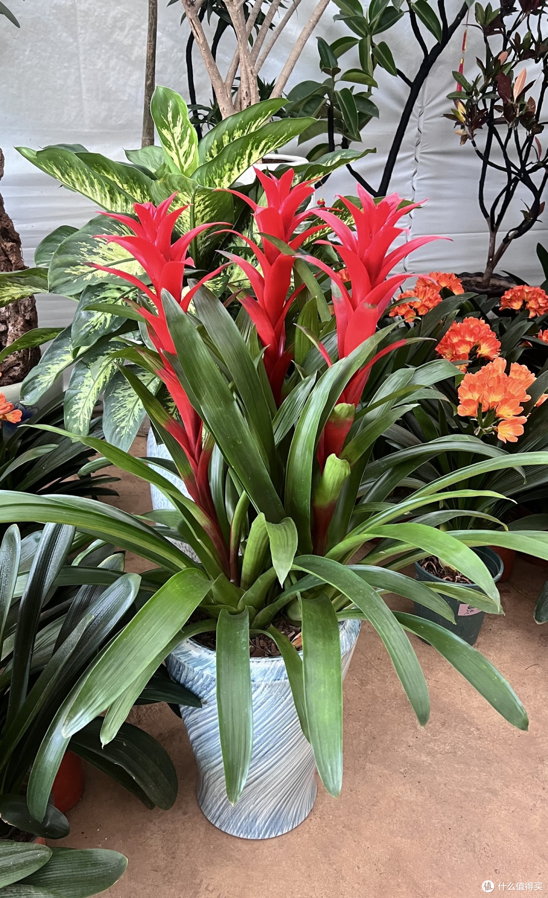 这10种“一次性花”,开败就直接丢掉,别再浪费时间等复花了