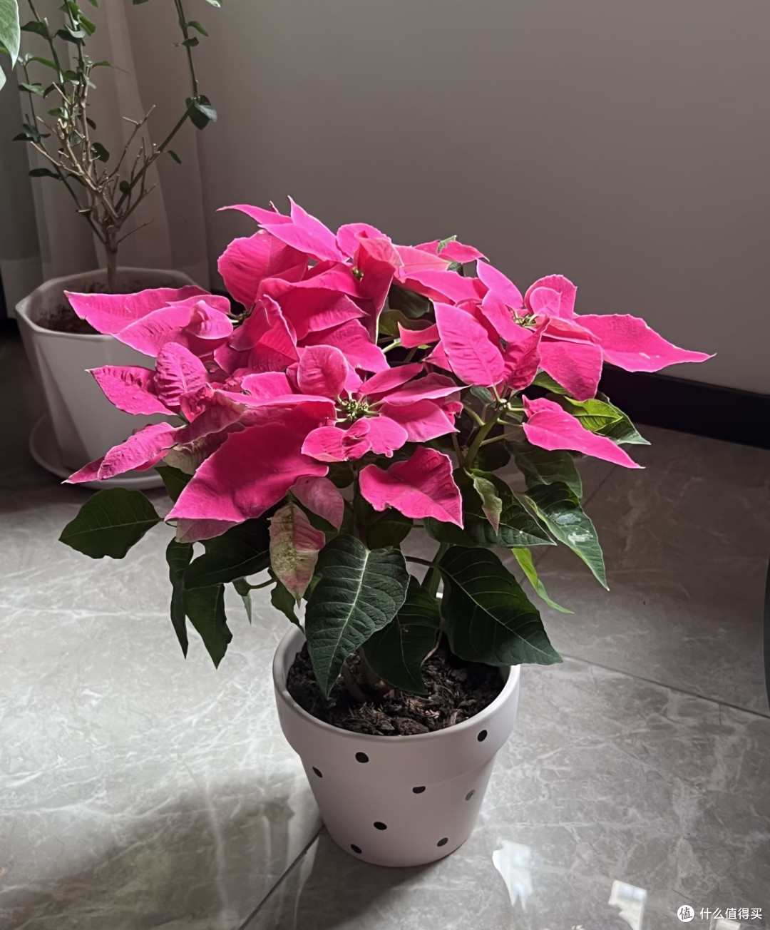 这10种“一次性花”,开败就直接丢掉,别再浪费时间等复花了