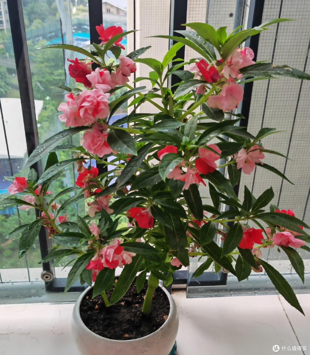 这10种“一次性花”,开败就直接丢掉,别再浪费时间等复花了