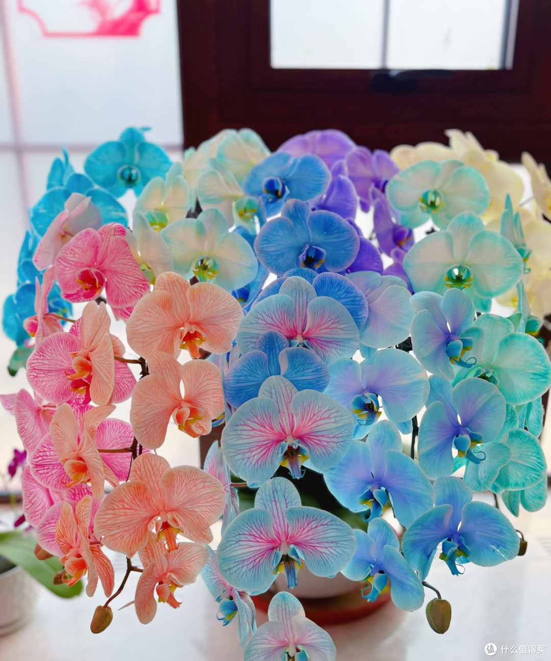 这10种“一次性花”,开败就直接丢掉,别再浪费时间等复花了