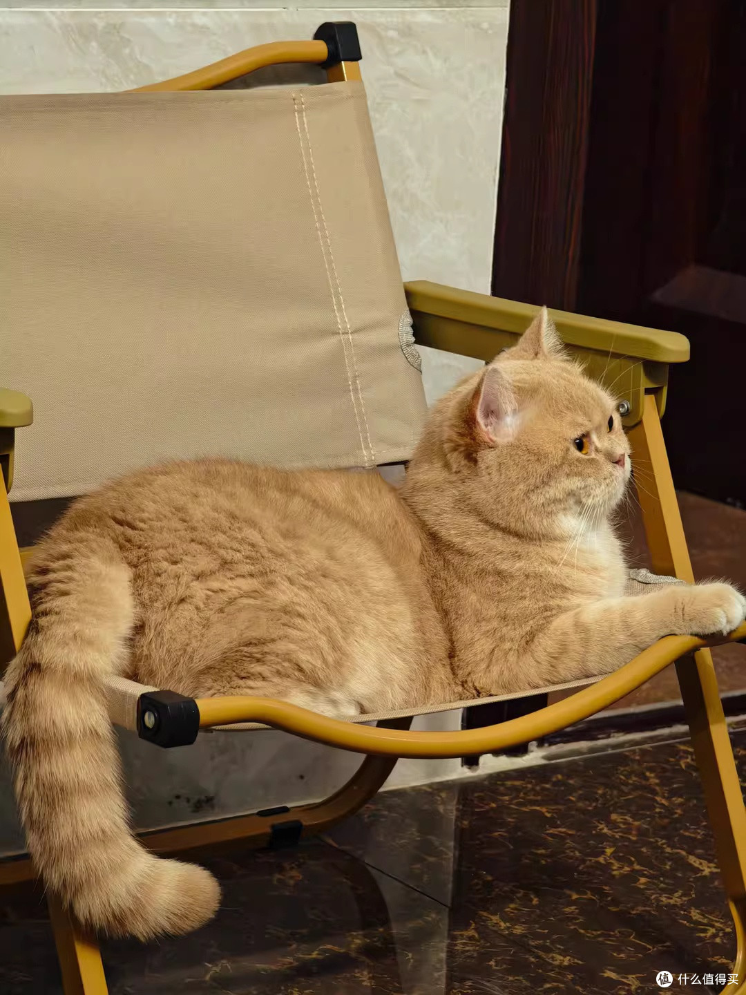 那只猫为何不抓湿翅膀的小鸟,只是静静地看着!