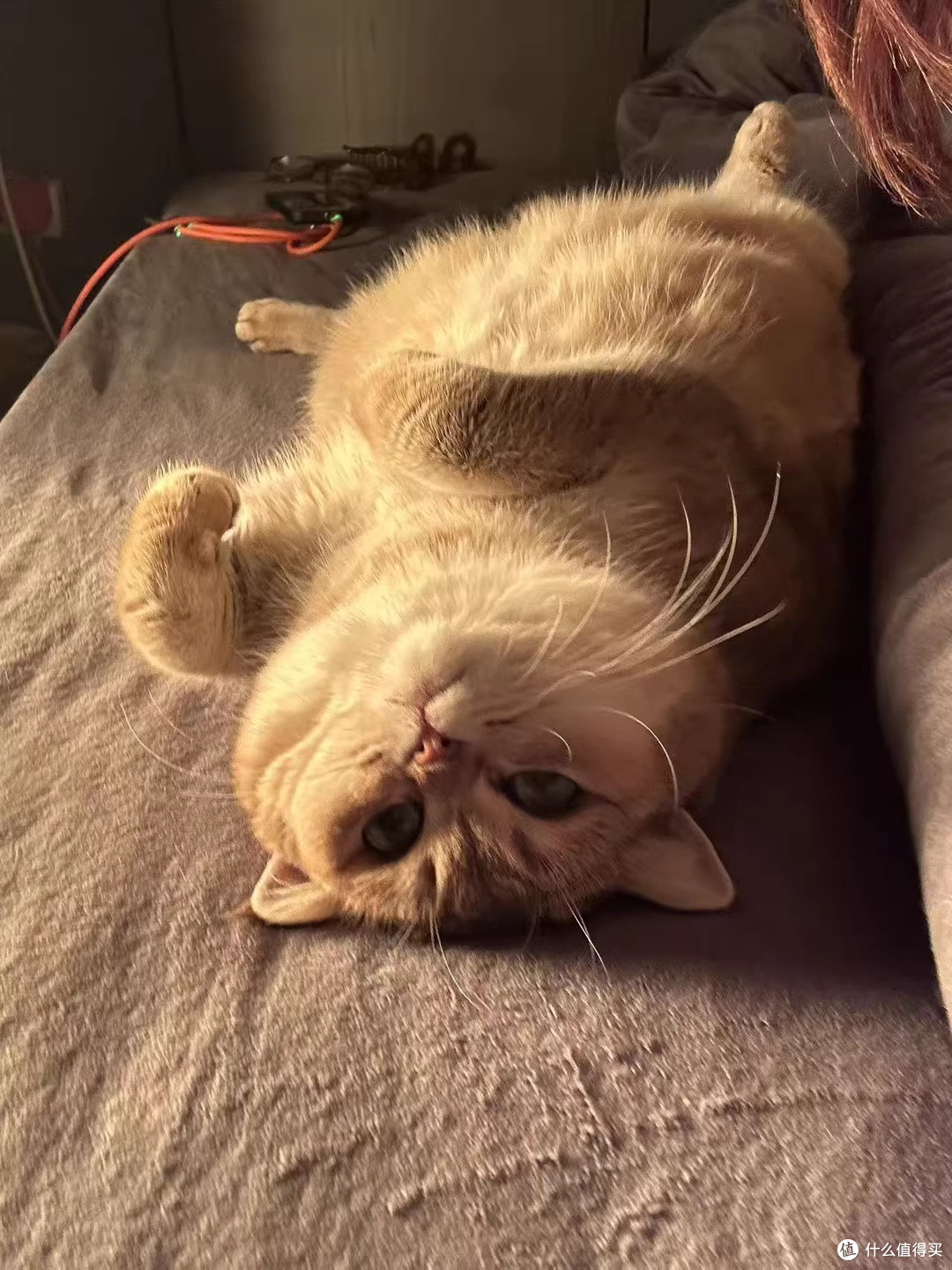 那只猫为何不抓湿翅膀的小鸟,只是静静地看着!