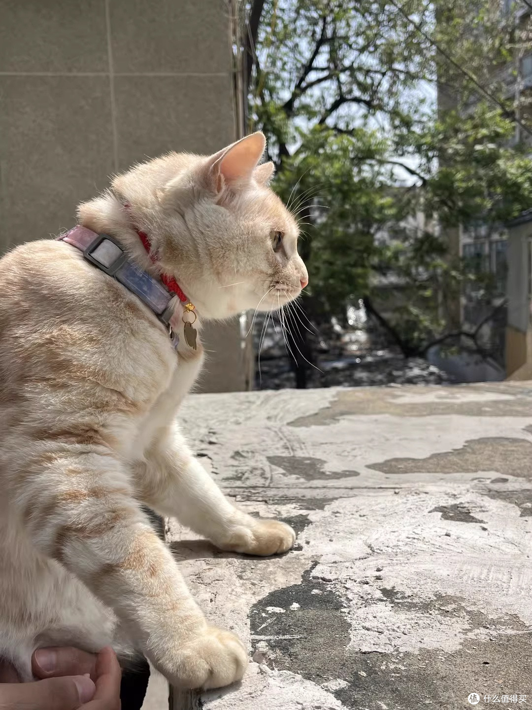 那只猫为何不抓湿翅膀的小鸟,只是静静地看着!