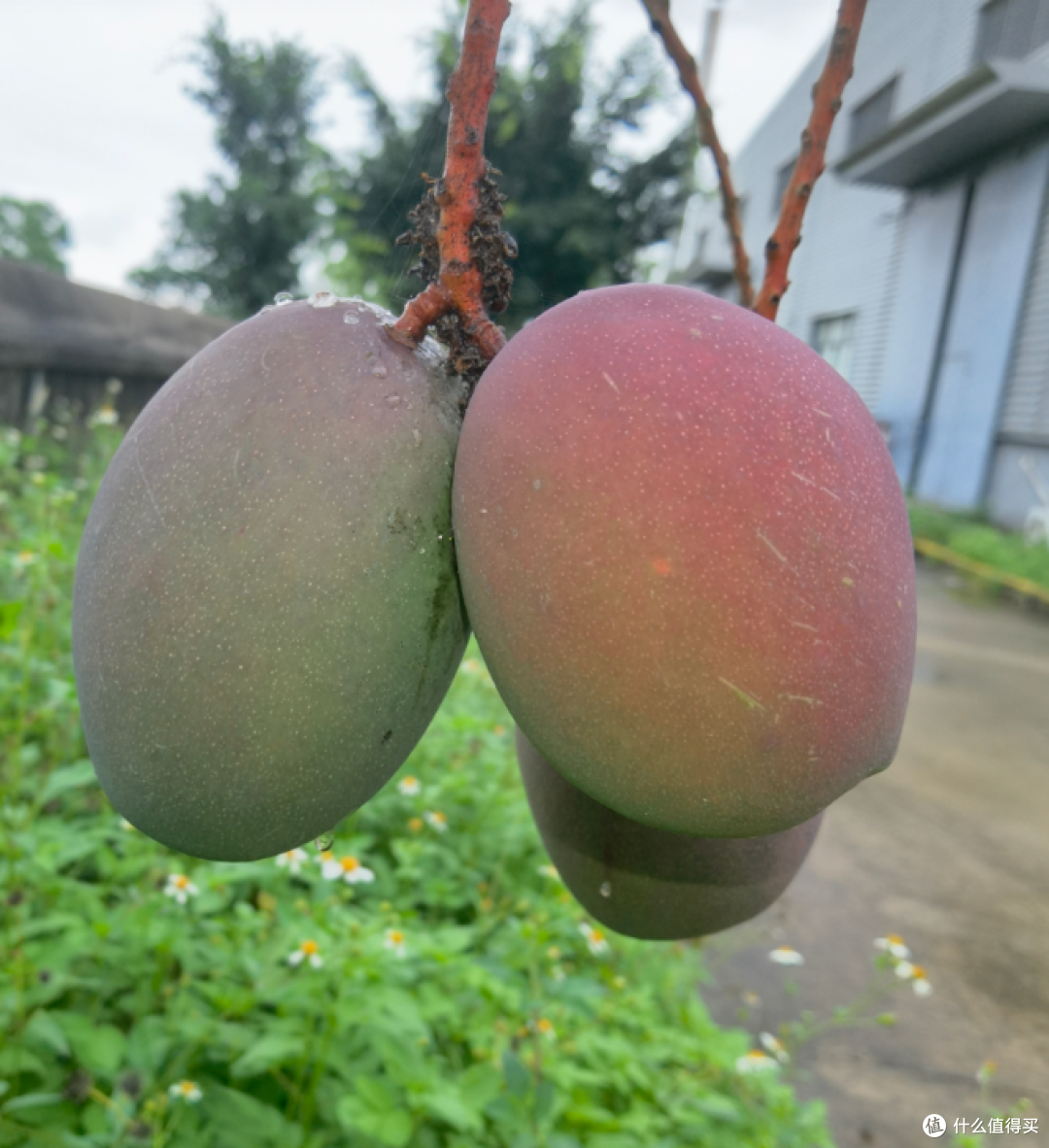 谁说芒果非得是黄的？这抹红色直接把我拿捏了