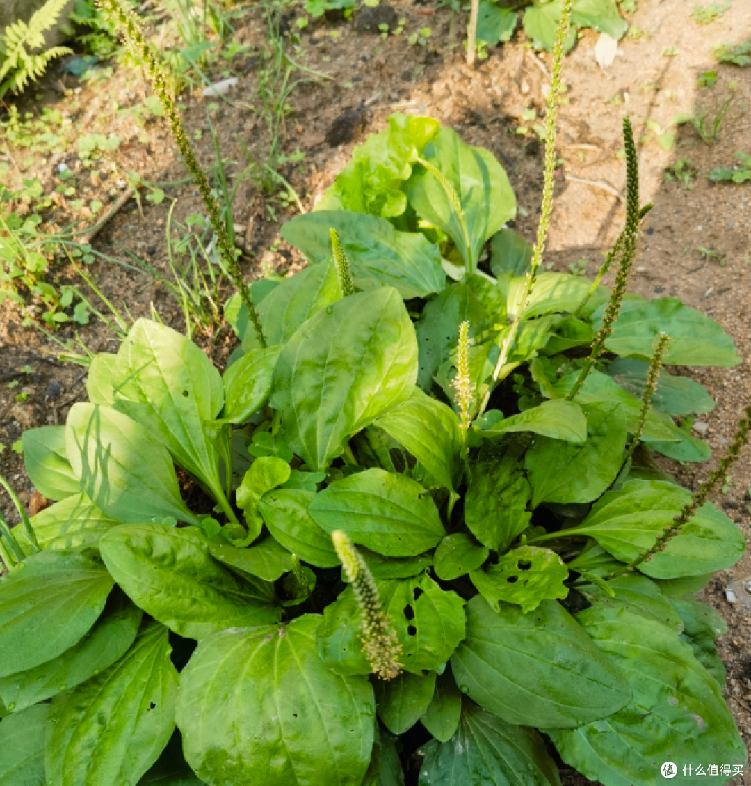 路边这棵“杂草”，外婆却拿它当宝