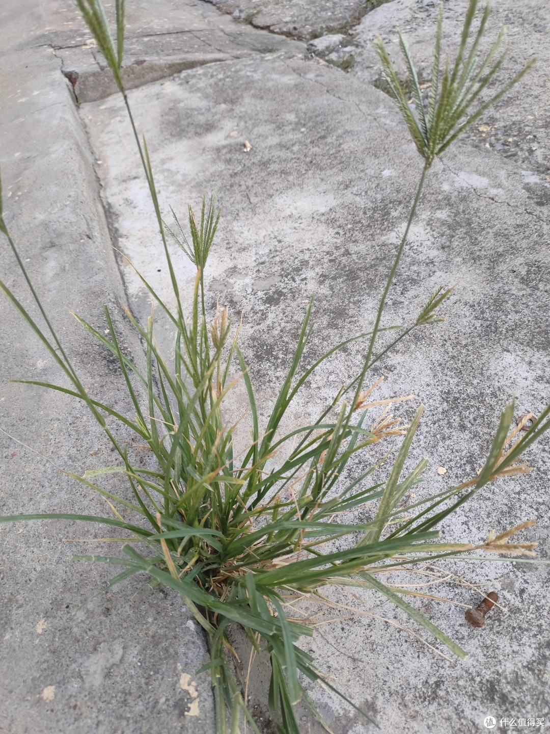 身边的“草木江湖”:那些眼熟却叫不出名的路边植物