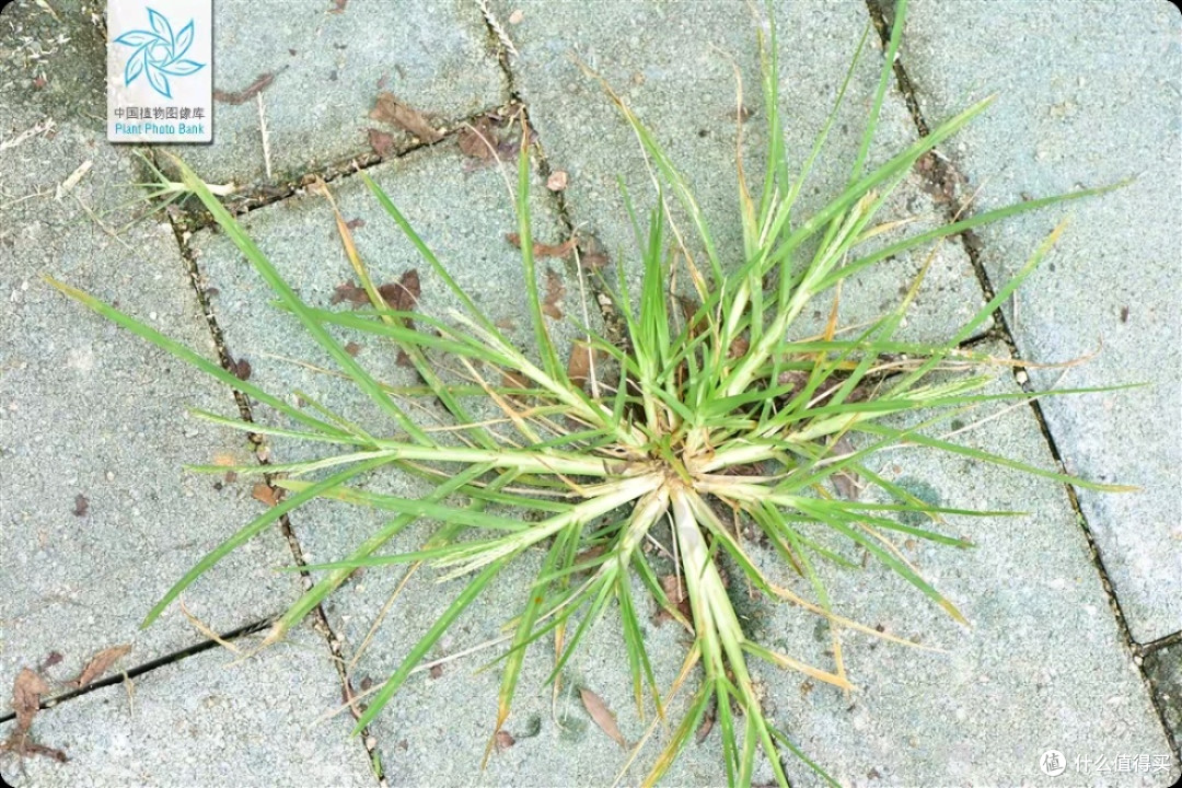 身边的“草木江湖”:那些眼熟却叫不出名的路边植物
